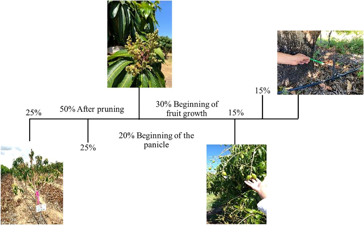 Timeline illustrating stages of plant growth and management with percentages. Images show: a pruned plant (50%), a budding panicle (20%), early fruit growth (30%), and irrigation at the base (15%). The percentages represent the proportion of the total dose of calcium sources (100%), in each period and phases.