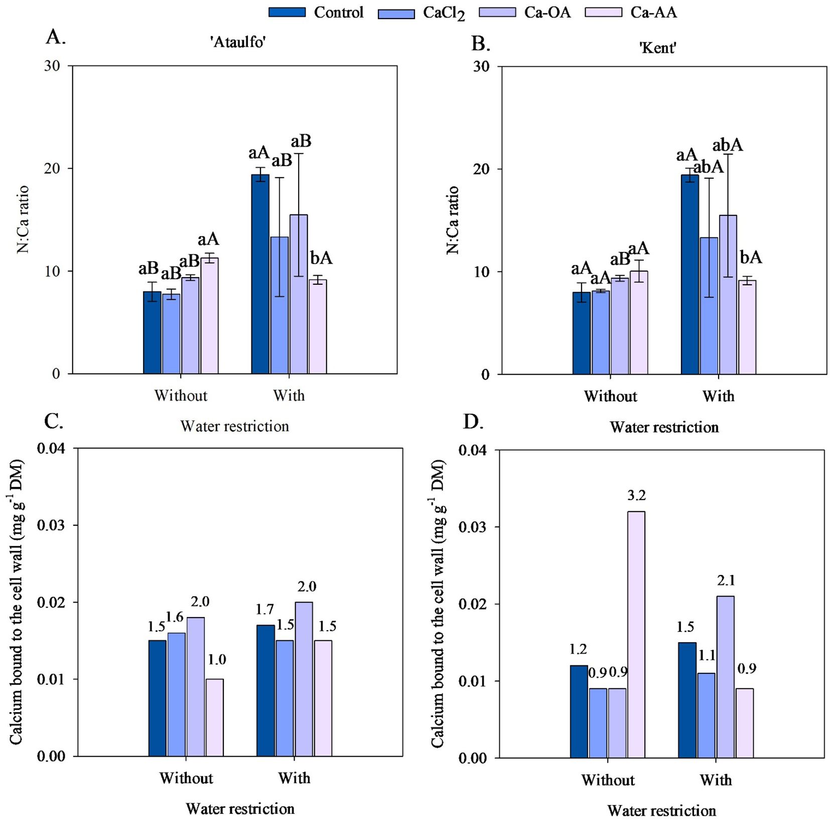 Four bar graphs labeled A to D compare various treatments on mango cultivars 'Ataulfo' and 'Kent' under water restriction conditions. Graphs A and B show the nitrogen to calcium ratio, while graphs C and D show calcium bound to the cell wall in milligrams per gram of dry matter. Treatments include Control, CaCl₂, Ca-OA, and Ca-AA, represented by different shades of blue and purple. Each graph indicates whether water restriction is applied or not, with marked differences in values between treatments. Error bars and labels above bars indicate statistical significance of differences.