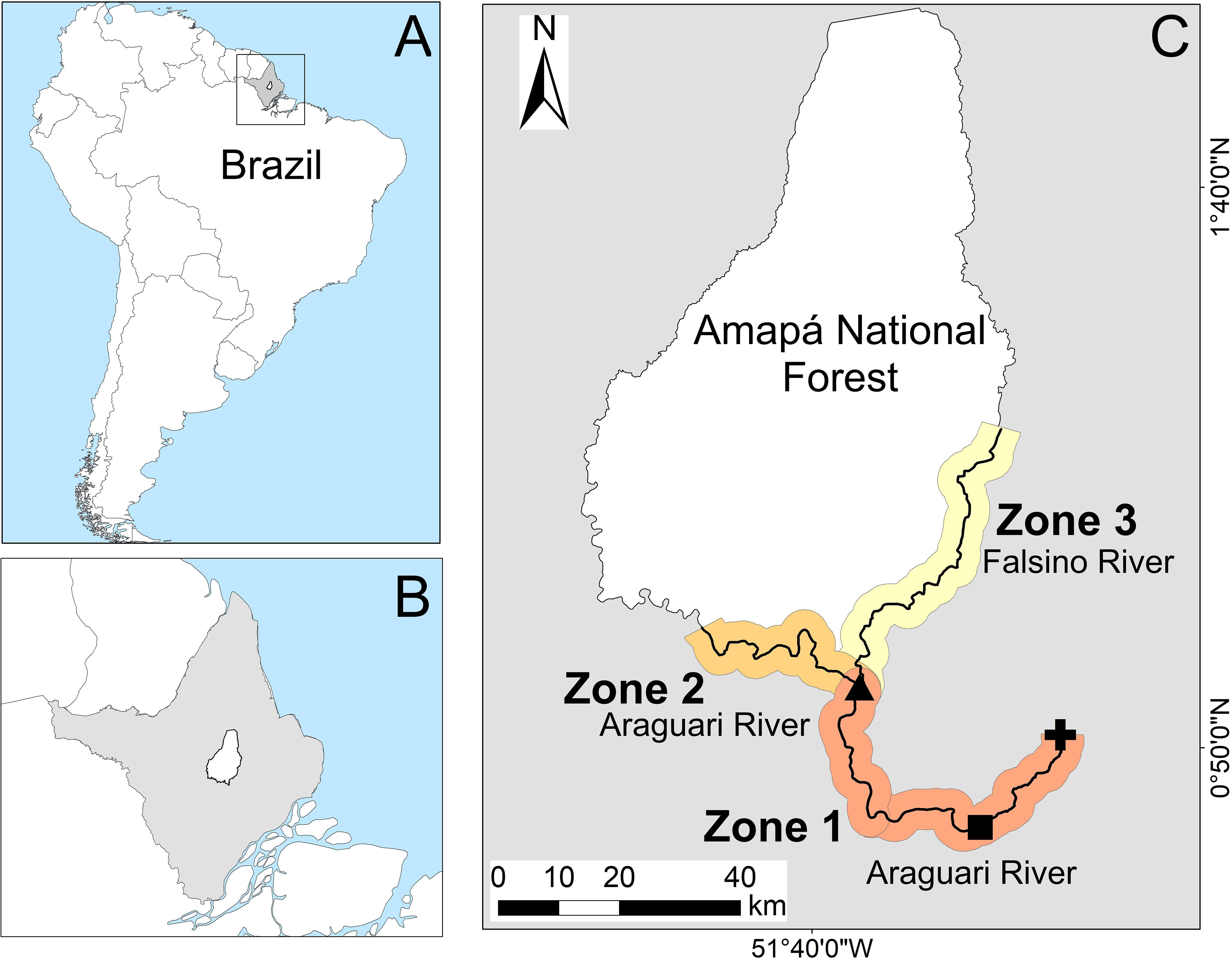 Map showing the location of Amapá National Forest in Brazil, divided into three zones along rivers. Panel A shows Brazil with the forest's position highlighted. Panel B provides a closer view within Brazil. Panel C details Zones 1 and 2 along the Araguari River and Zone 3 along the Falsino River, with a scale bar indicating distances.