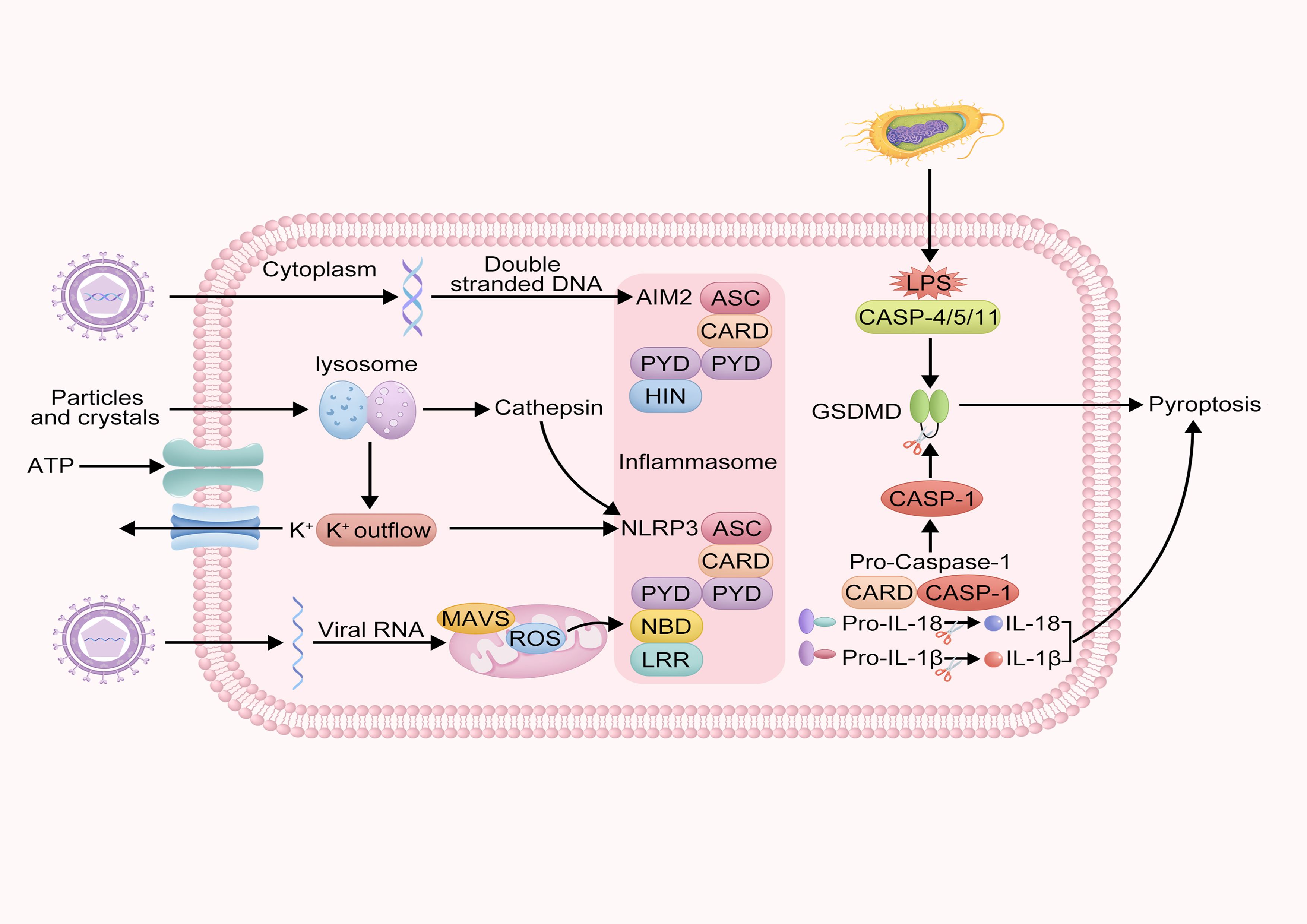 Diagram of the inflammasome activation pathway in a cell. Viral RNA, double-stranded DNA, particles, and crystals trigger the process. The NLRP3 inflammasome complex activates caspase-1, leading to the processing of pro-IL-18 and pro-IL-1β into active cytokines and inducing pyroptosis. LPS activates CASP-4/5/11, which also influences pyroptosis through GSDMD. Key molecules involved include AIM2, ASC, CARD, and ROS. The illustration details cellular components like lysosomes and mitochondria.