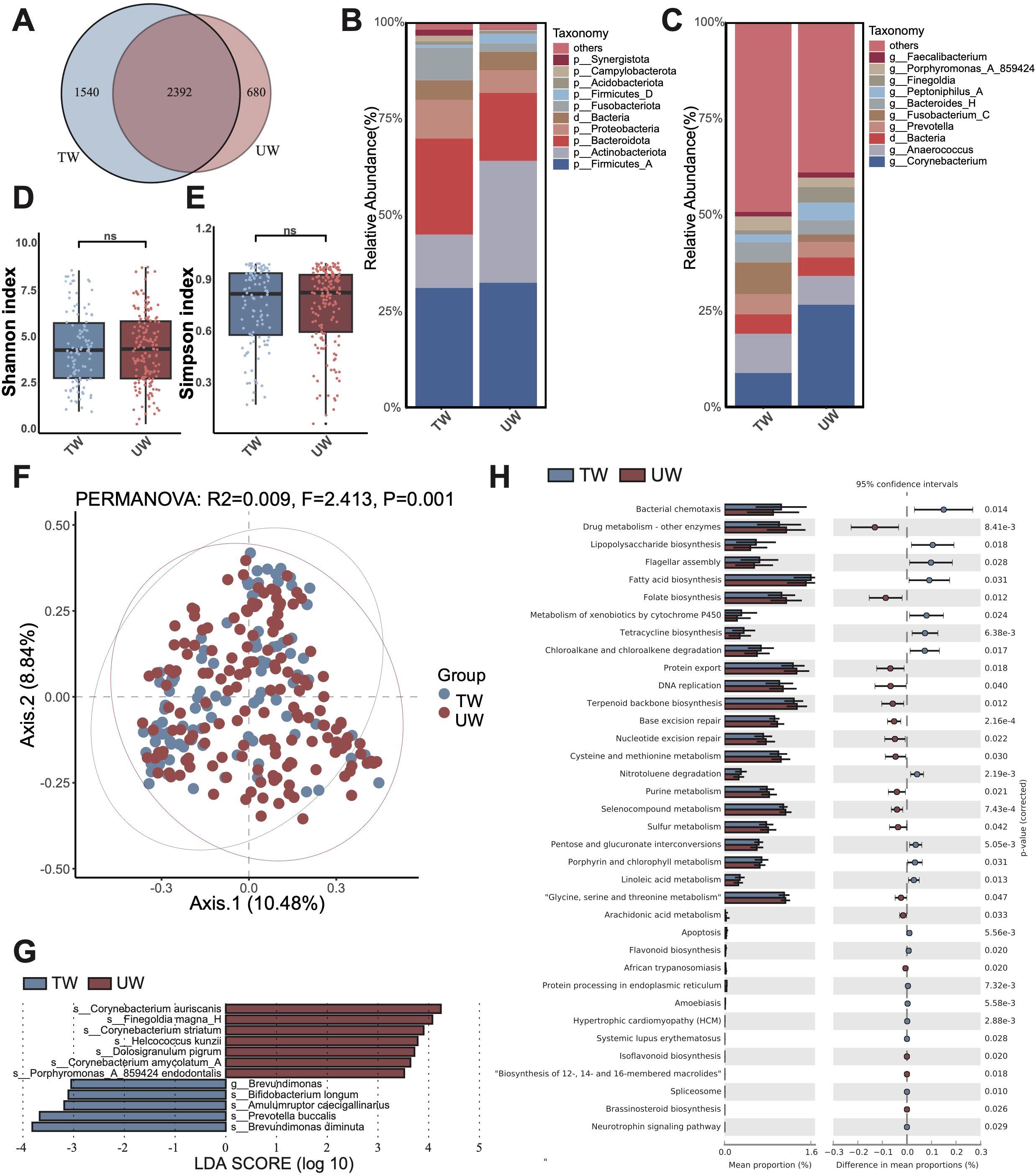 Image comprising multiple panels with data visualizations: A: Venn diagram showing overlap in items between TW and UW groups, with 1540 unique to TW, 2392 overlapping, and 680 unique to UW. B & C: Bar charts displaying the relative abundance of various taxonomies in TW and UW groups, highlighting differences in microbial composition. D & E: Boxplots comparing Shannon and Simpson diversity indices between TW and UW groups, showing no significant differences (ns). F: PERMANOVA plot illustrating microbial community differences between TW and UW groups, marked by blue and red dots. G: LDA score plot showing taxa differentially abundant between TW and UW groups. H: Bar chart highlighting functional pathway differences between groups, with associated p-values and confidence intervals.