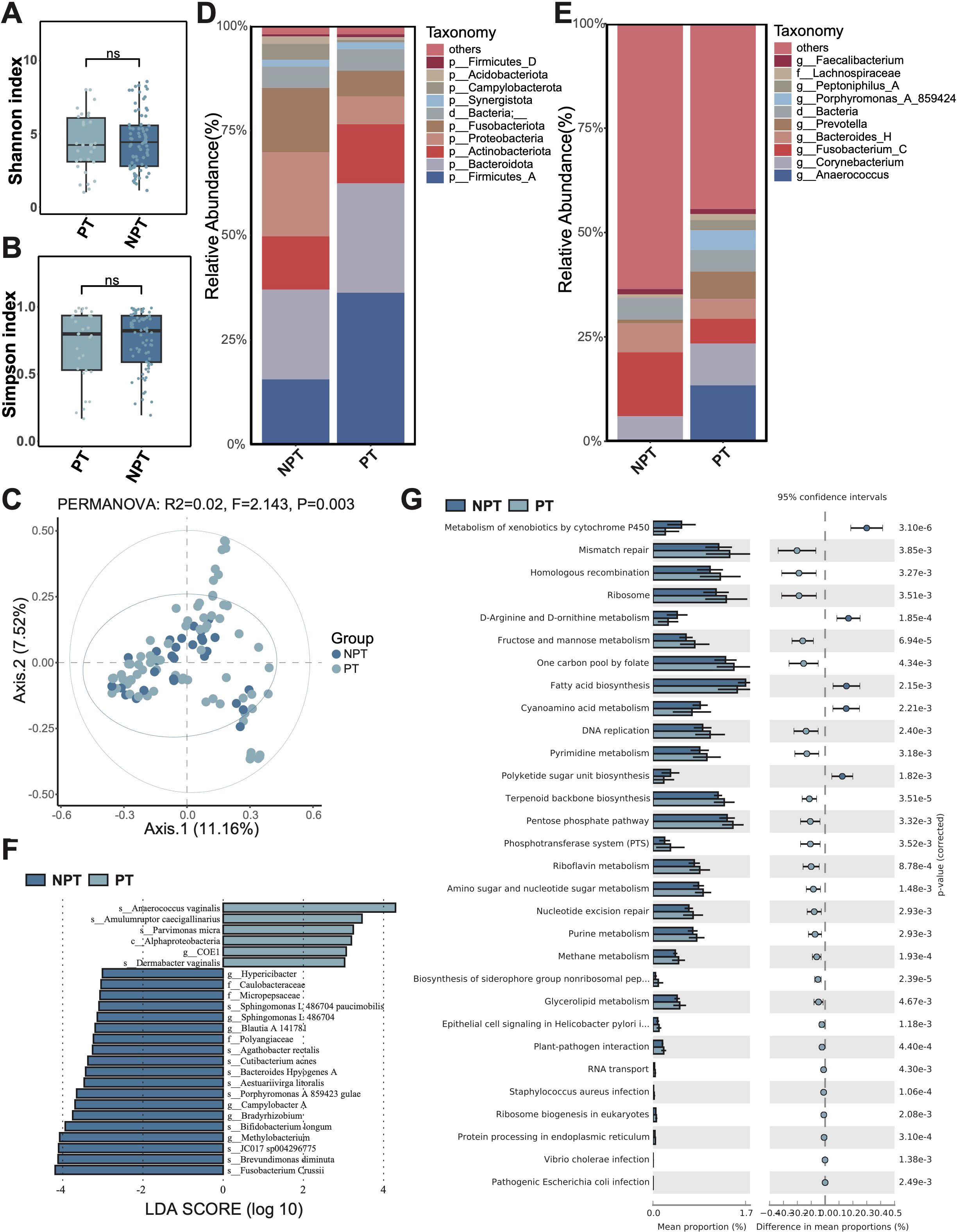 Boxplots A and B show Shannon and Simpson diversity indices for PT and NPT groups, both indicating non-significant differences. C is a PCoA plot showing group clustering. D and E are stacked bar charts displaying relative abundance of bacterial taxa, categorized by taxonomy, between NPT and PT groups. F is a bar chart illustrating LDA scores for significant taxa. G displays a bar graph of metabolic pathways with mean proportions and confidence intervals, highlighting key differences between PT and NPT groups.