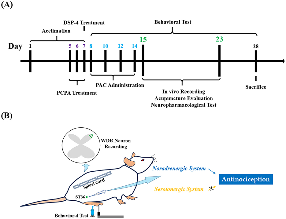 Diagram with two panels. Panel A shows a timeline of a study on mice, indicating days for acclimation, treatments (PCPA, DSP-4, PAC), behavioral tests, in vivo recording, and sacrifice. Panel B illustrates a mouse, detailing WDR neuron recording, the spinal cord, and pathways for noradrenergic and serotonergic systems, highlighting antinociception and a labeled behavioral test at point ST36.