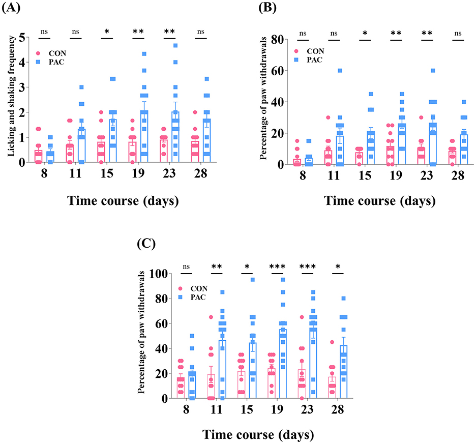 Three graphs labeled A, B, and C show experimental results over a 28-day period. Graph A tracks licking and shaking frequency; Graphs B and C track paw withdrawal percentages. Blue squares represent the CON group and pink circles represent the PAC group. Statistical significance is indicated with asterisks, with categories of no significance (ns), single asterisk for p < 0.05, double asterisks for p < 0.01, and triple asterisks for p < 0.001. Trends display varying responses over time between groups.