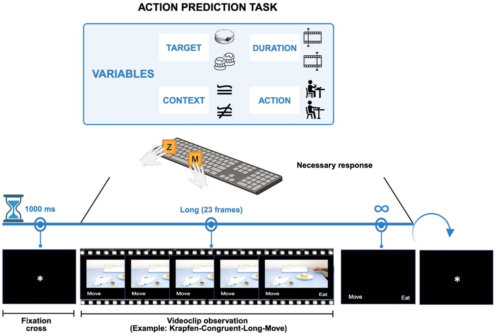 Picture illustrating an action prediction task. The top section highlights variables like target, duration, context, and action with corresponding icons. Below, a timeline shows the sequence: a 1000-millisecond fixation cross, followed by a videoclip observation of 23 frames, depicted in a filmstrip. The sequence ends with a keyboard response indicating necessary inputs using the “Z” and “M” keys. A loop symbol indicate that the sequence will be replicated for the 256 trials of the task.