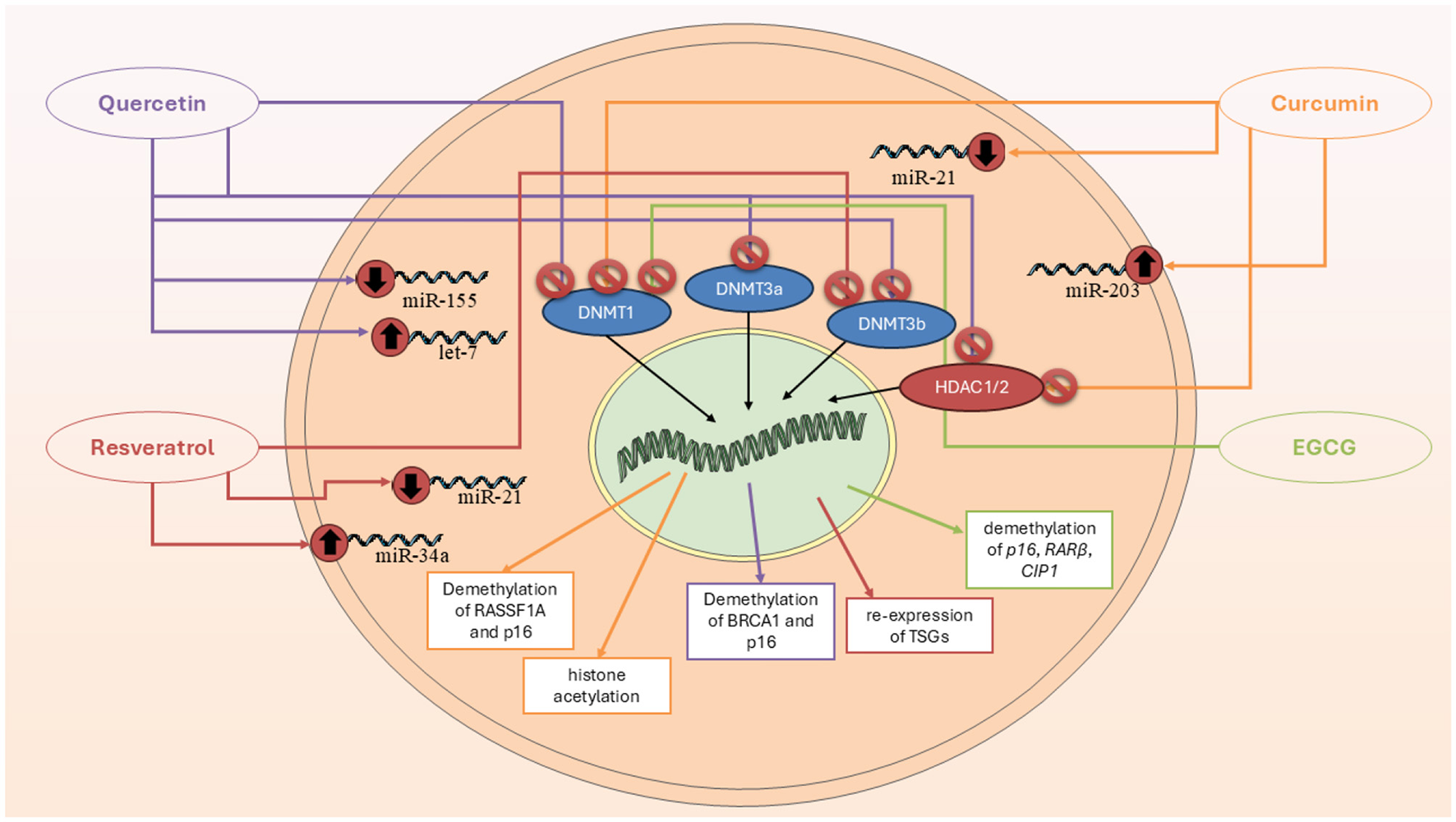 Diagram illustrating the effects of Quercetin, Resveratrol, Curcumin, and EGCG on cellular processes. Quercetin and Resveratrol influence miRNAs and enzymes like DNMTs and HDAC1/2, affecting demethylation and histone acetylation. Curcumin and EGCG modulate miR-21 and miR-203, which impact gene expression, demethylation, and tumor suppressor genes re-expression. Arrows indicate the direction of influence and regulation.