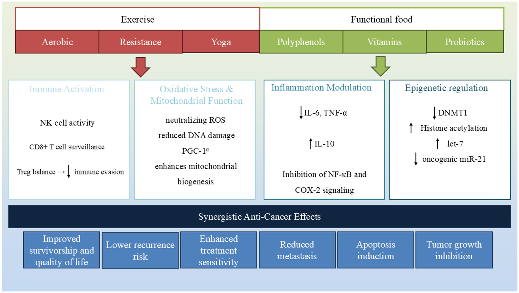 Diagram illustrating the synergistic anti-cancer effects of exercise and functional food. Exercise categories include aerobic, resistance, and yoga, while functional foods include polyphenols, vitamins, and probiotics. Key mechanisms are immune activation, oxidative stress and mitochondrial function, inflammation modulation, and epigenetic regulation. Outcomes are improved survivorship and quality of life, lower recurrence risk, enhanced treatment sensitivity, reduced metastasis, apoptosis induction, and tumor growth inhibition.