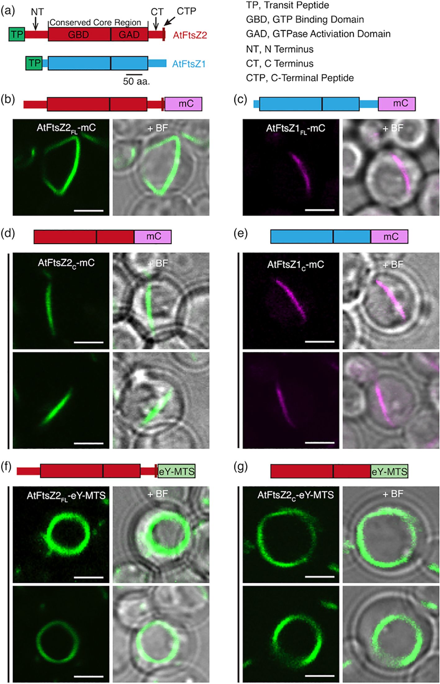 Diagram illustrating structural components and localization of AtFtsZ proteins with fluorescent markers. Panel (a) shows labeled domain structures of AtFtsZ2 and AtFtsZ1. Panels (b) to (g) display confocal images of tagged proteins in cellular contexts, with overlays of fluorescence and bright-field (+ BF) images. AtFtsZ2 is marked in green and AtFtsZ1 in magenta. Each panel highlights different constructs and tag combinations, such as mC and eY-MTS, indicating variations in localization patterns. Scale bars are included for reference.