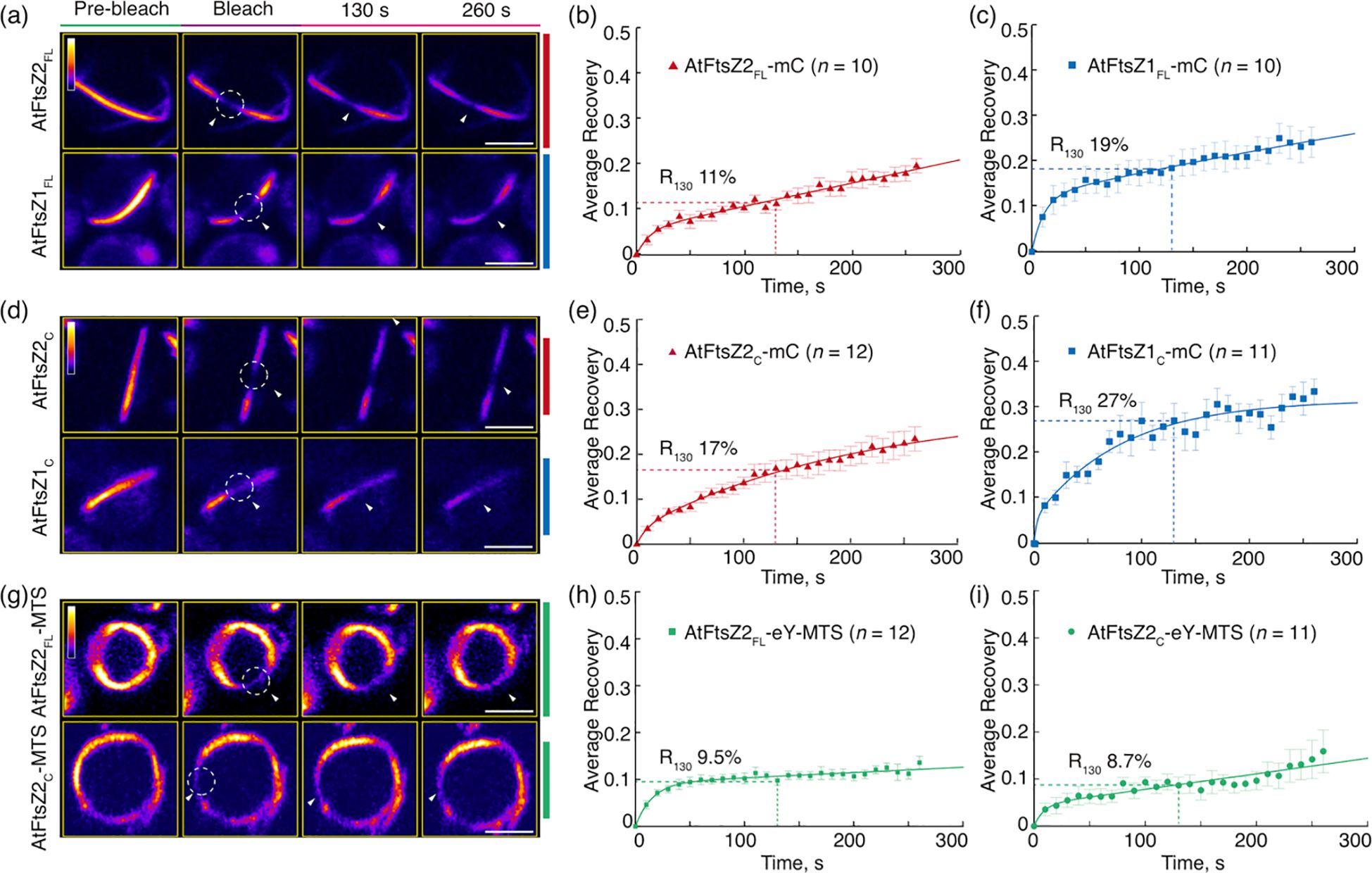 Fluorescence recovery after photobleaching (FRAP) analysis showing images and graphs. Panels (a), (d), and (g) display sequences of fluorescence images for AtFtsZ proteins at different time points: pre-bleach, bleach, 130 seconds, and 260 seconds. Panels (b), (e), (h), and (c), (f), (i) present corresponding graphs of average fluorescence recovery over time for different AtFtsZ protein variants, with recovery percentages and sample sizes indicated. The graphs demonstrate the differences in recovery dynamics among the proteins.