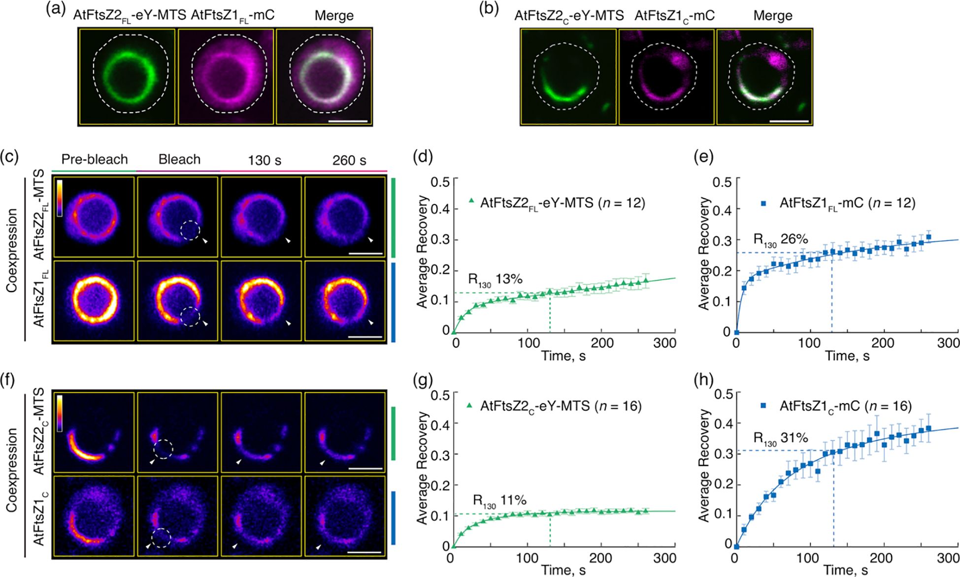 A series of scientific images and graphs displaying fluorescence recovery after photobleaching (FRAP) analysis. Panels (a) and (b) show fluorescent microscopy images of cells expressing AtFtsZ2_FL-eY-MTS and AtFtsZ1_FL-mC, with merged images highlighting protein localization. Panels (c) and (f) present time-lapse images during FRAP experiments, showing fluorescence recovery over time. Panels (d), (e), (g), and (h) feature line graphs depicting average recovery of fluorescence over 300 seconds, with different rates of recovery indicated for each protein, showing variations in R_130 percentages.