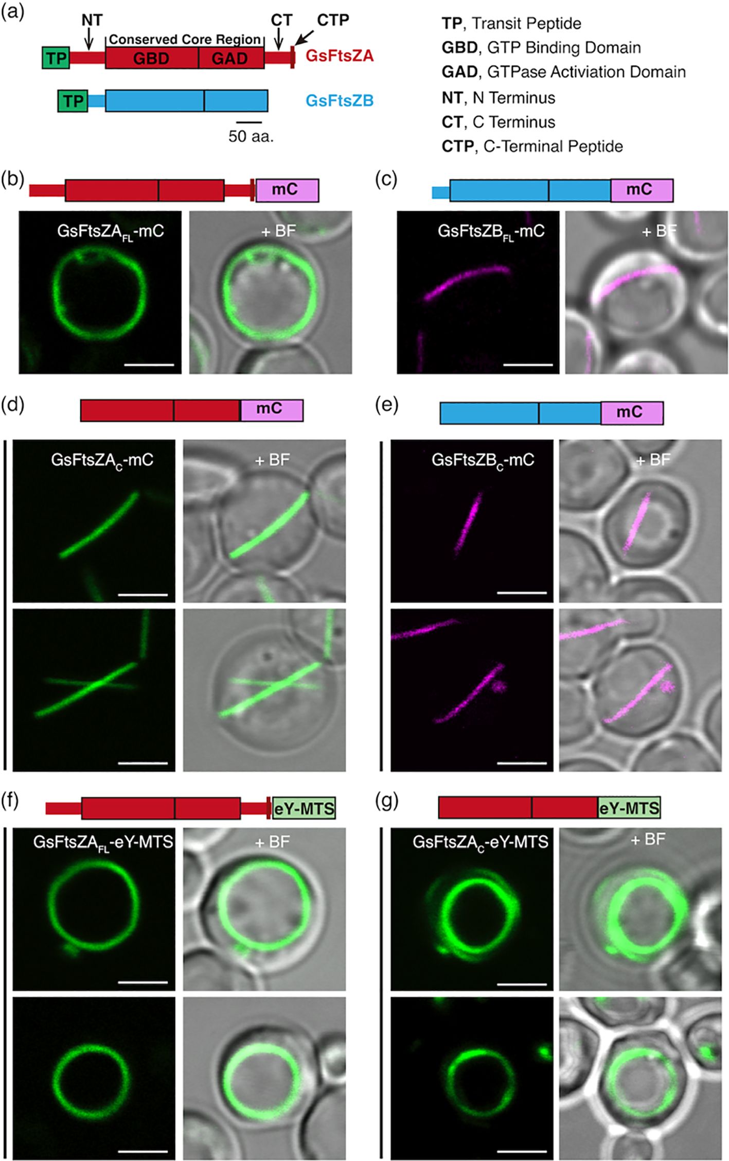 Diagrams and microscopy images of proteins GsFtsZA and GsFtsZB with domain labels. (a) Protein domain layouts for GsFtsZA and GsFtsZB, showing transit peptide, GTP binding domain, and more. (b-e) Fluorescent microscopy images depicting GsFtsZA and GsFtsZB proteins tagged with mCherry. (f-g) Similar images with eY-MTS tags. Each panel includes images with and without bright field (BF), highlighting protein localization in cells.