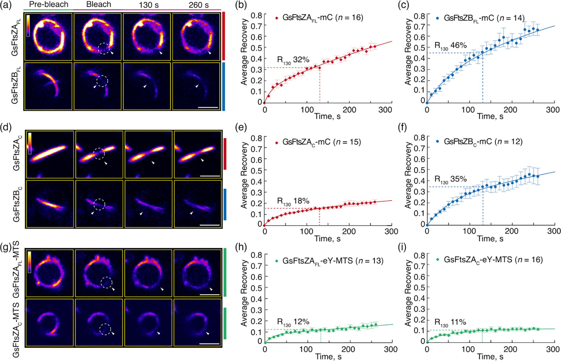 Fluorescence recovery after photobleaching (FRAP) analysis of different protein samples in cells, shown in image panels (a), (d), and (g). Each panel displays pre-bleach, bleach, and recovery stages at 130 and 260 seconds. Line graphs (b), (c), (e), (f), (h), and (i) depict average recovery over time for each sample. Data points represent different conditions with color-coded lines and error bars, indicating recovery percentages at 130 seconds.