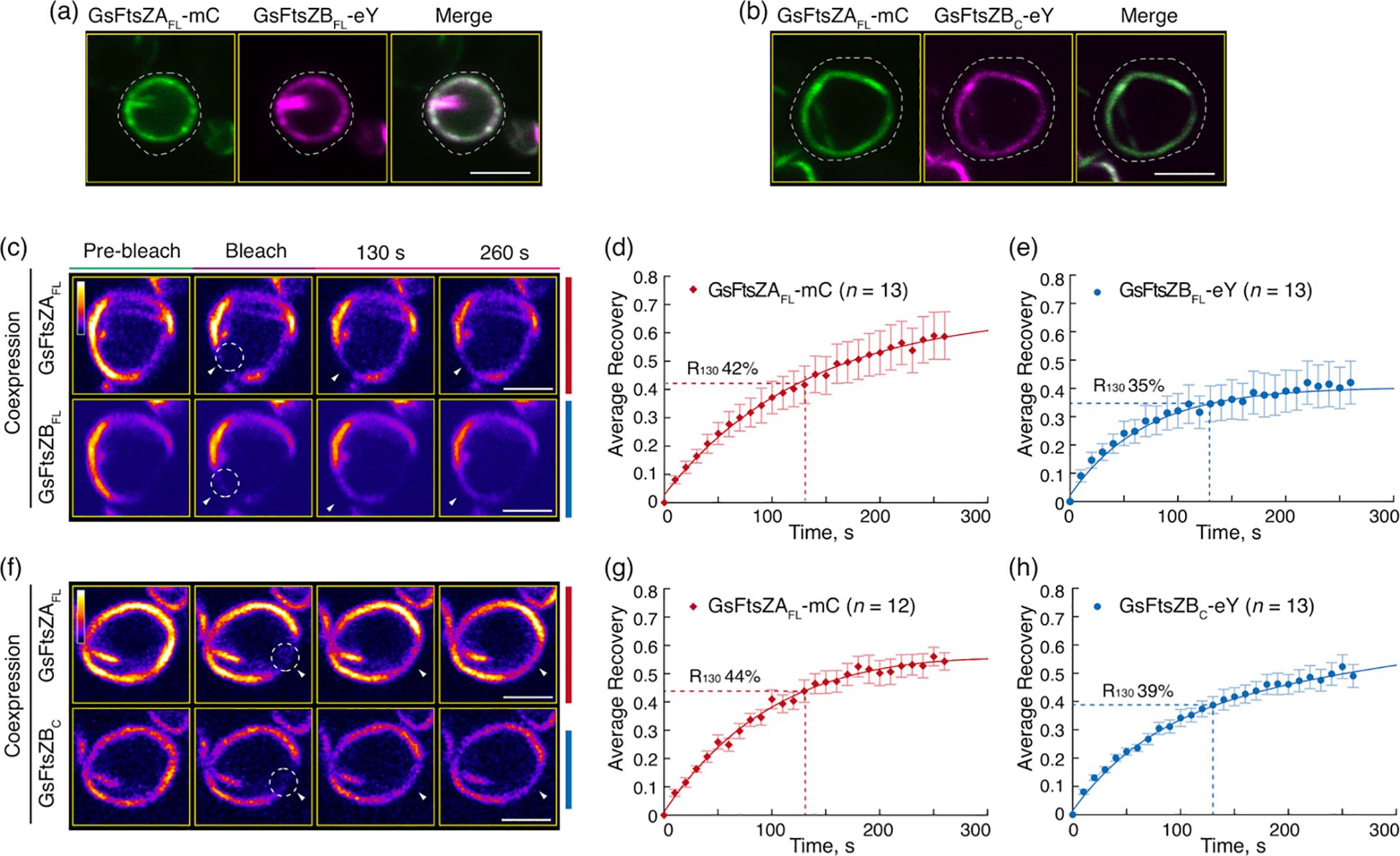 Microscopy images and graphs displaying fluorescence recovery after photobleaching (FRAP) analysis. (a) and (b) show merged fluorescence images with tagged proteins GsFtsZA and GsFtsZB. (c) and (f) depict time-series images of protein recovery after bleaching. (d), (e), (g), and (h) present graphs of average recovery versus time for different protein expressions, showing recovery percentages R_130. The images illustrate protein interactions and dynamics in cellular structures.