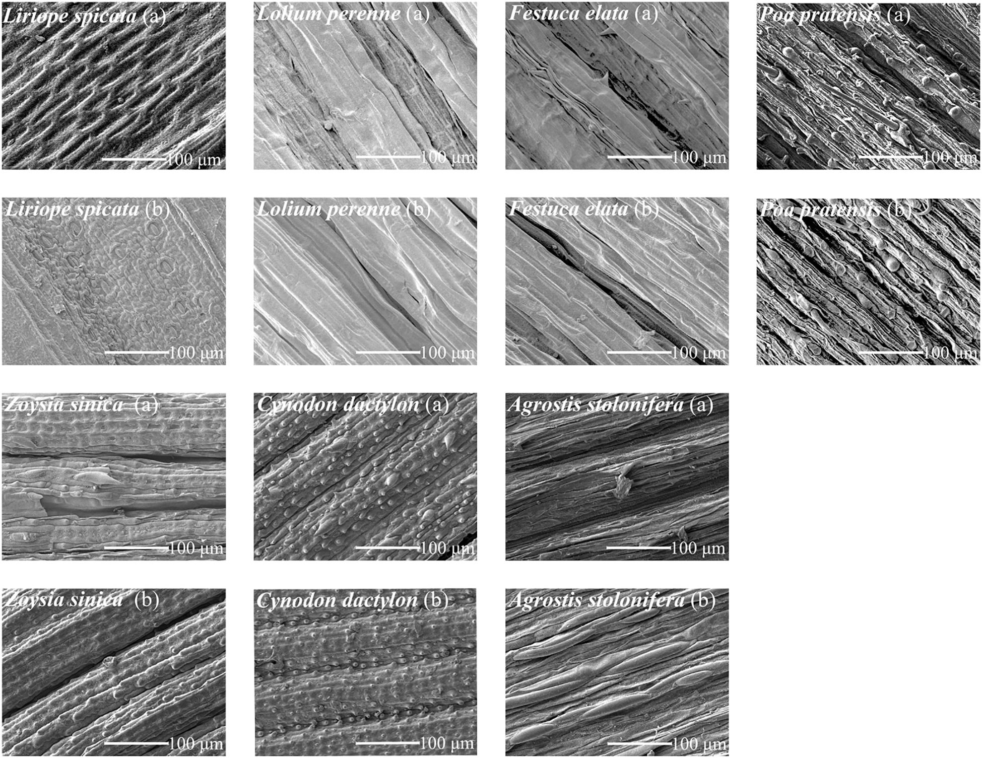 Scanning electron microscope images of leaf surfaces from different grass species. Each image shows unique textures and patterns at a scale of one hundred micrometers. The species imaged include *Liriope spicata*, *Lolium perenne*, *Festuca elata*, *Poa pratensis*, *Zoysia sinica*, *Cynodon dactylon*, and *Agrostis stolonifera*, each labeled with variations (a) and (b). Differences in the leaf surface structures are visible, highlighting the diversity among the species.