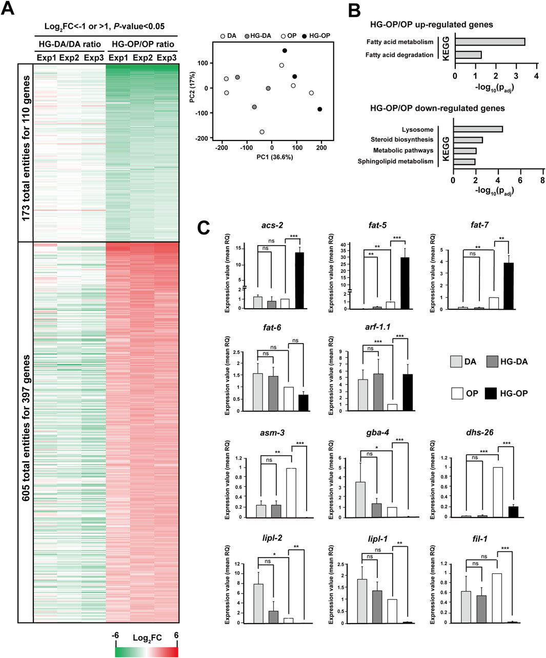Panel A shows a heatmap of gene expression for 507 genes with differential expression, divided into two groups based on conditions: HG-DA/DA ratio and HG-OP/OP ratio. Panel B includes bar graphs indicating the KEGG pathway analysis of up-regulated and down-regulated genes in these conditions. Panel C features multiple bar charts displaying the expression levels of specific genes such as acs-2, fat-5, and fat-7, among others, comparing DA, HG-DA, OP, and HG-OP conditions, with significance indicated by asterisks.