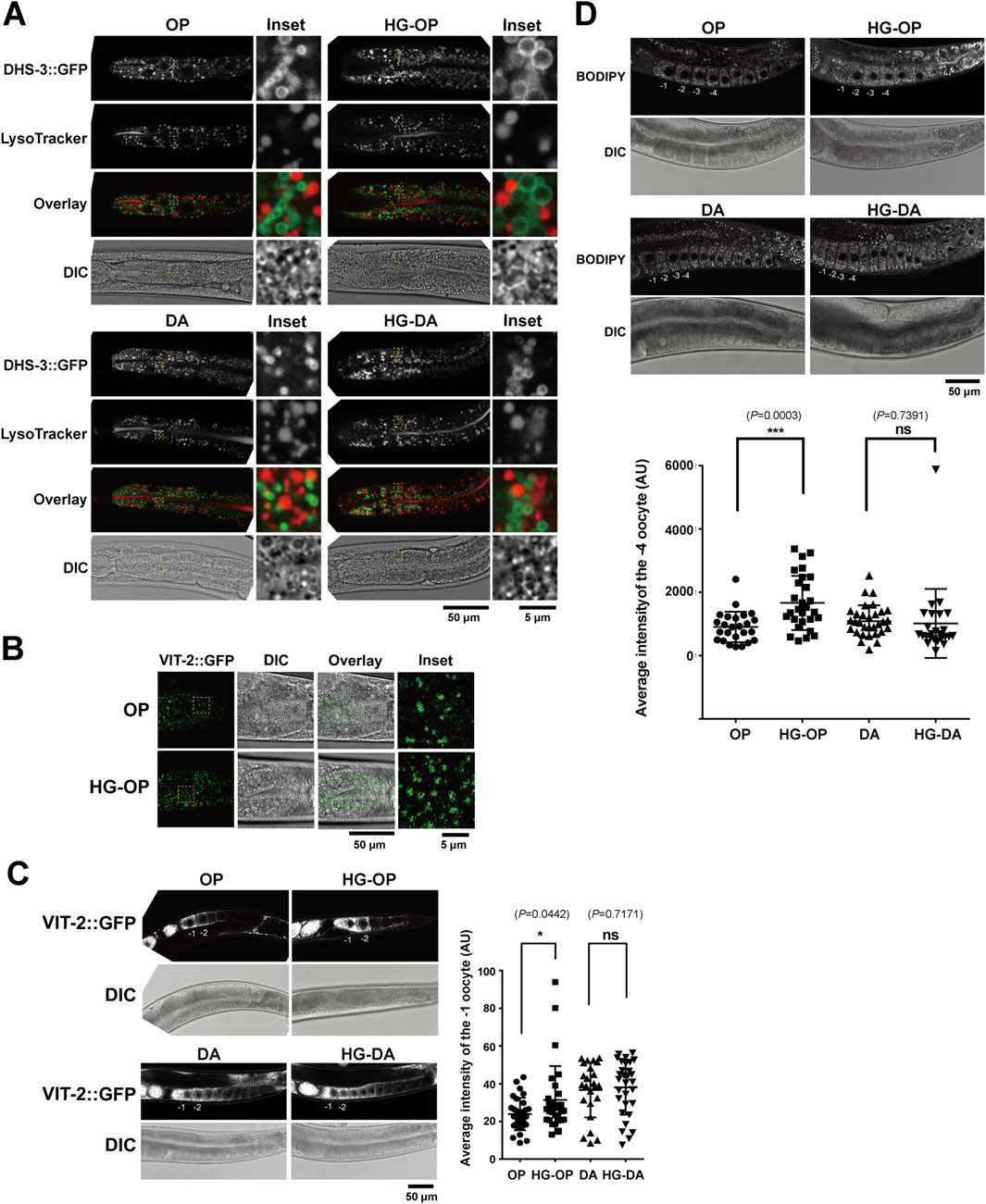 Research image showing multiple microscopy panels labeled A, B, C, and D. Panels display fluorescence microscopy of C. elegans tissues under varying conditions. Fluorescent markers and overlays illustrate protein localization and organelle distribution. DIC images provide structural context. Graphs in panels D and C show quantified fluorescence intensity with statistical annotations. Scale bars indicate 50 micrometers and 5 micrometers.