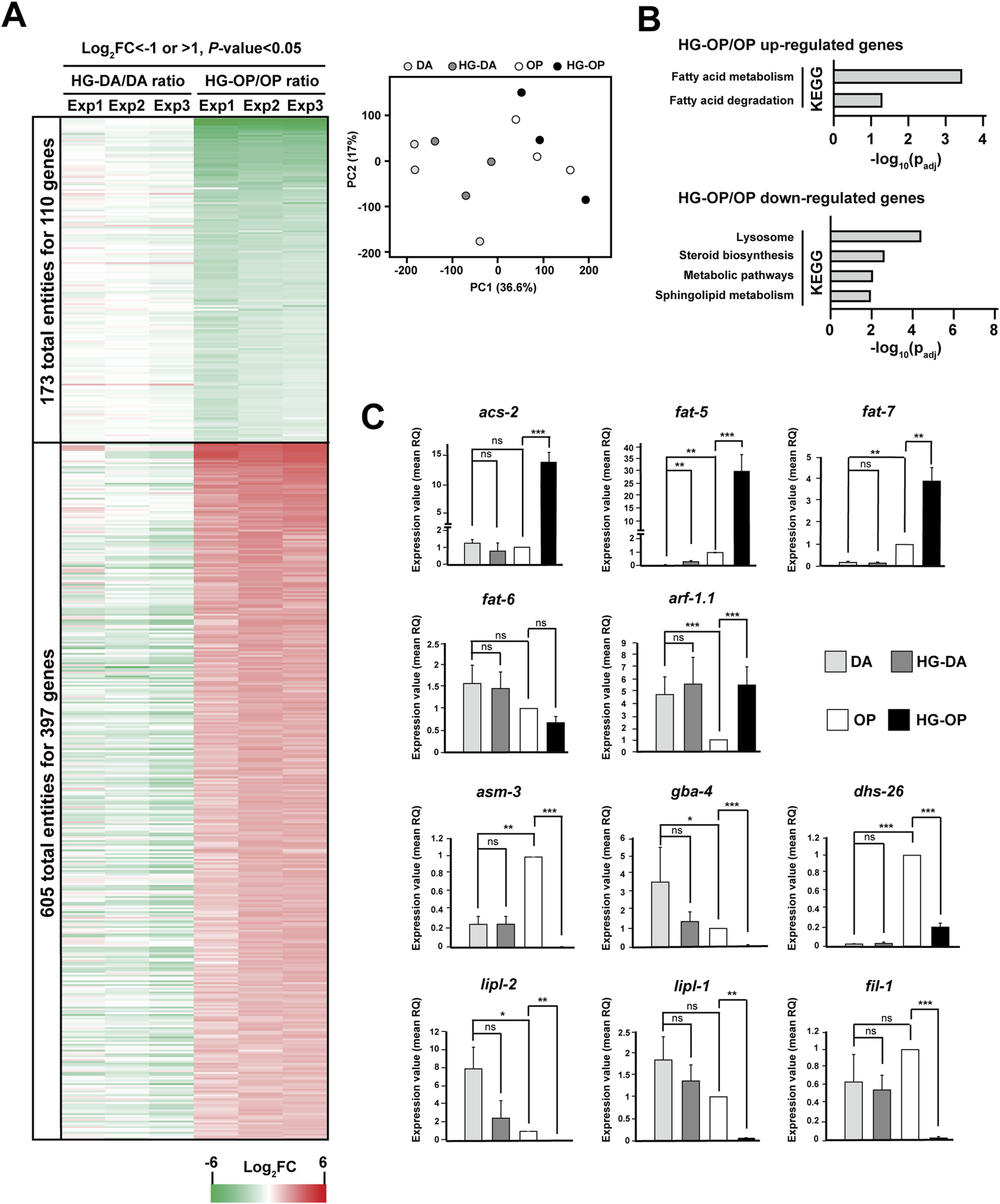 Panel A shows a heatmap of gene expression for 507 genes with differential expression, divided into two groups based on conditions: HG-DA/DA ratio and HG-OP/OP ratio. Panel B includes bar graphs indicating the KEGG pathway analysis of up-regulated and down-regulated genes in these conditions. Panel C features multiple bar charts displaying the expression levels of specific genes such as acs-2, fat-5, and fat-7, among others, comparing DA, HG-DA, OP, and HG-OP conditions, with significance indicated by asterisks.