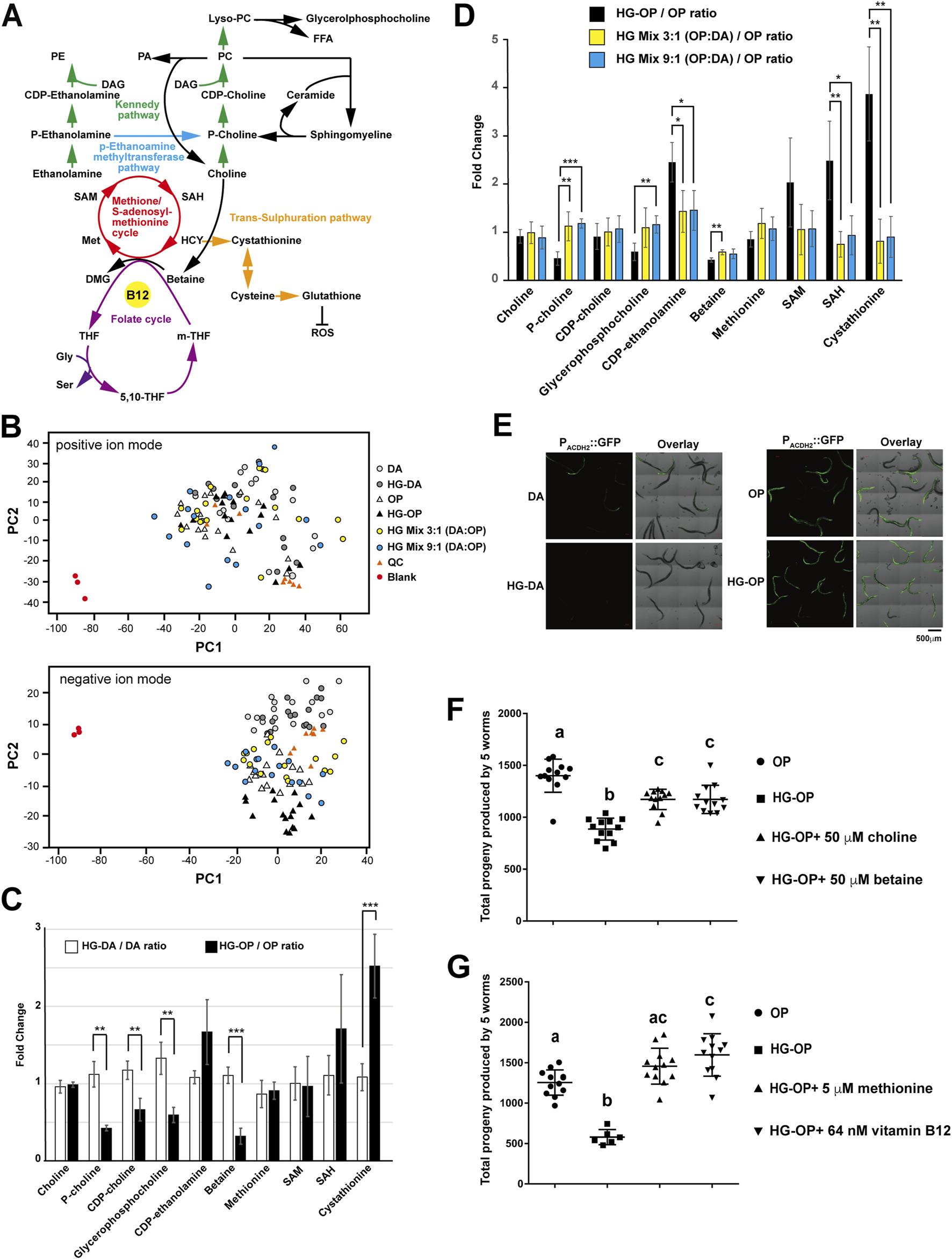Diagram showing multiple panels: A) Metabolic pathways involving choline, methionine, and vitamin B12. B) PCA plots for positive and negative ion modes. C) Bar graph showing fold change ratios for choline and methionine pathway metabolites. D) Bar graph of various fold change ratios among experimental groups. E) Microscopic images of worms expressing GFP in different conditions. F and G) Scatter plots showing the total progeny produced by five worms under different supplementation conditions. Each graph highlights differences in metabolic and reproductive outputs across treatments.