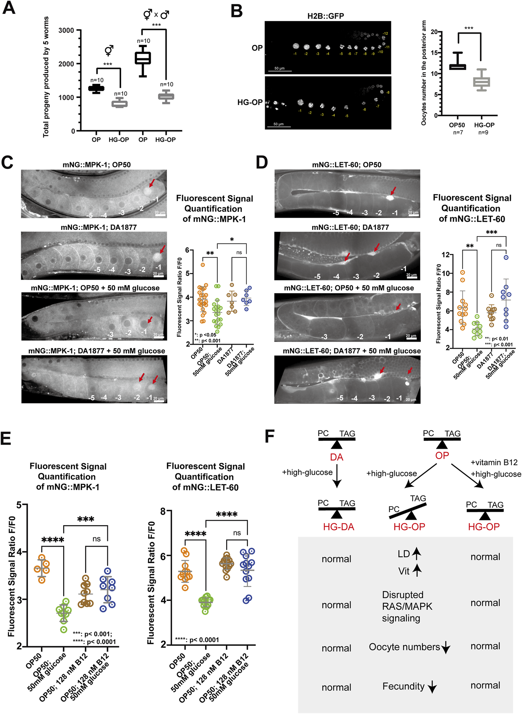 A series of scientific visualizations and data representations related to a study on genetics and biological processes in worms. Panel A shows a box plot comparing progeny numbers in different conditions. Panel B displays images of worm oocytes with a bar graph quantifying oocyte numbers. Panel C and D provide fluorescence microscopy images with accompanying scatter plots quantifying fluorescent signal ratios for MPK-1 and LET-60. Panel E presents additional scatter plots quantifying fluorescent signals under various conditions. Panel F illustrates a flowchart summarizing the effects of different treatments on signaling pathways, oocyte numbers, and worm fecundity.