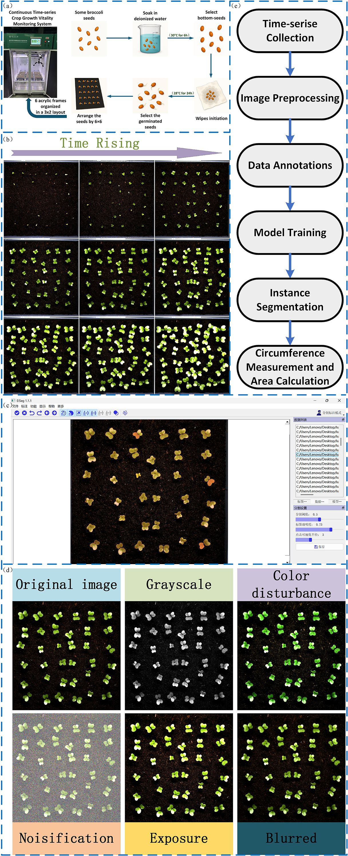 Diagram illustrating a crop growth monitoring system. Panel (a) shows the preparation of broccoli seeds, including soaking, germination, and arrangement in a 6x6 layout. Panel (b) displays time-lapse images of seed growth. Panel (c) depicts a processing interface for analyzing images. Panel (d) showcases various image processing effects, including grayscale, color disturbance, noisification, exposure, and blurring. Panel (e) outlines a flowchart of the process: time-series collection, image preprocessing, data annotation, model training, instance segmentation, and area calculation.