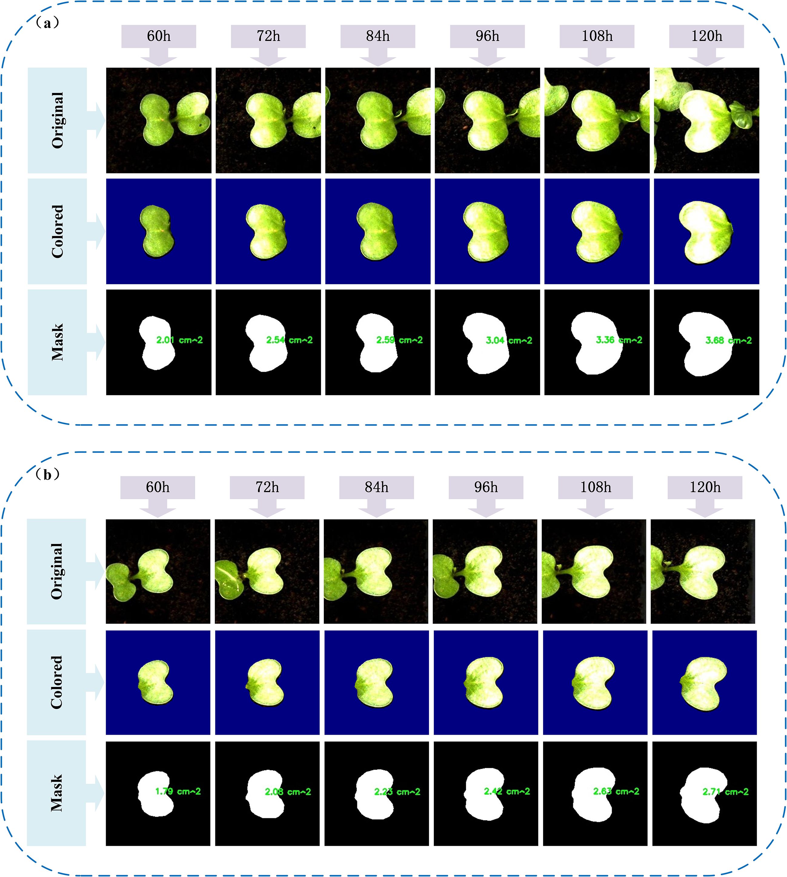 Two sets of images show plant growth over time with three rows each: original images, colored segmentation, and masked areas with size measurements. Both panels (a) and (b) display intervals at sixty, seventy-two, eighty-four, ninety-six, one hundred eight, and one hundred twenty hours, demonstrating gradual leaf enlargement. The measurements in square centimeters are displayed in the masked row for each time point, indicating quantitative growth.