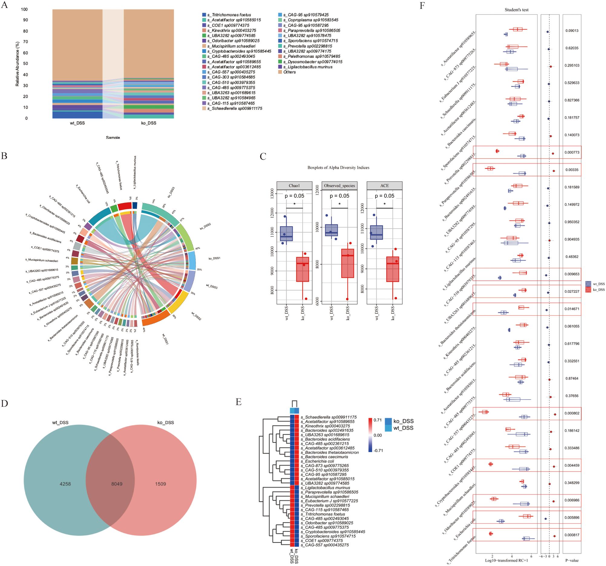 Composite image with six panels showing microbiome analysis data. Panel A: Stacked bar chart of relative abundances of microbial taxa in wt_DSS and ko_DSS samples. Panel B: Circular diagram illustrating connections between microbial species. Panel C: Box plots of alpha diversity indices (Chao1, Observed species, ACE) comparing wt_DSS and ko_DSS, with p-values of 0.05. Panel D: Venn diagram showing unique and shared taxa numbers in wt_DSS (4258), ko_DSS (1509), and overlap (8049). Panel E: Heatmap displaying hierarchical clustering of microbial abundance. Panel F: Box plots of Student's t-tests comparing microbial species between groups with p-values.