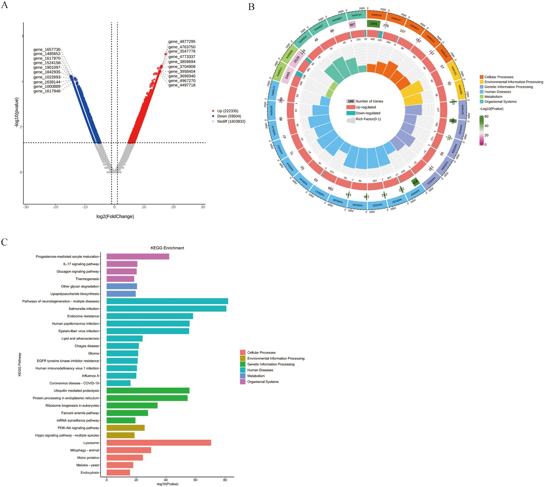 The image contains three panels: A. A volcano plot showing gene expression data with genes colored based on expression levels: red for upregulated, blue for downregulated, and gray for non-significant. B. A circular hierarchal chart depicting enriched KEGG pathways, categorized by biological functions like cellular processes, environmental information processing, and genetic information processing. C. A bar chart listing KEGG enrichment pathways with color-coded categories, showing enrichment scores for various biological processes such as signaling pathways and diseases.