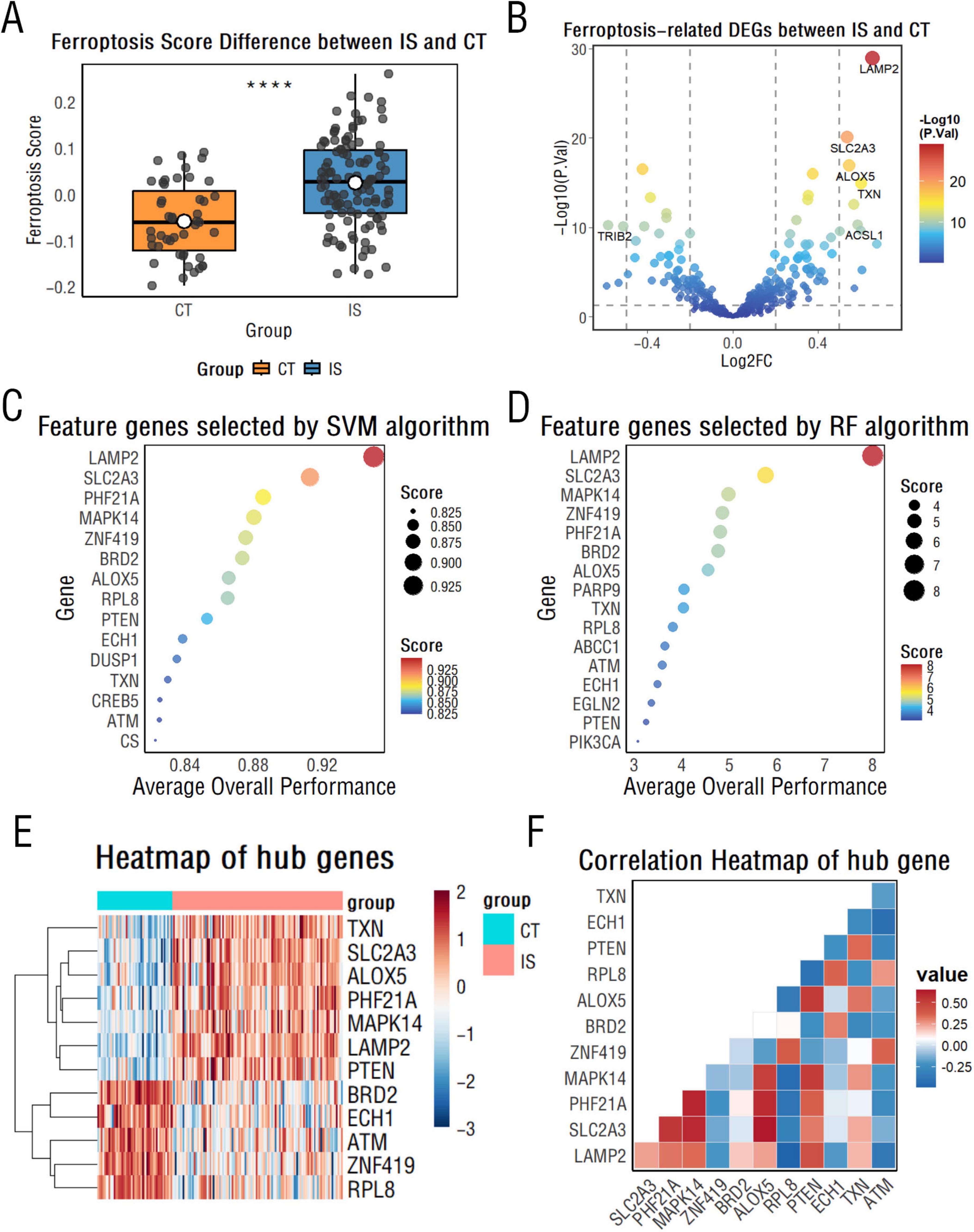 Six-panel image showing data analysis related to ferroptosis. Panel A: Box plot of ferroptosis scores for CT and IS groups, with the IS group having a higher score. Panel B: Volcano plot of ferroptosis-related DEGs between IS and CT, highlighting significant genes. Panel C: SVM algorithm results for feature gene selection with a performance score. Panel D: RF algorithm results for feature gene selection with a performance score. Panel E: Heatmap of hub genes showing expression levels in CT and IS groups. Panel F: Correlation heatmap of hub genes displaying varying correlation values.