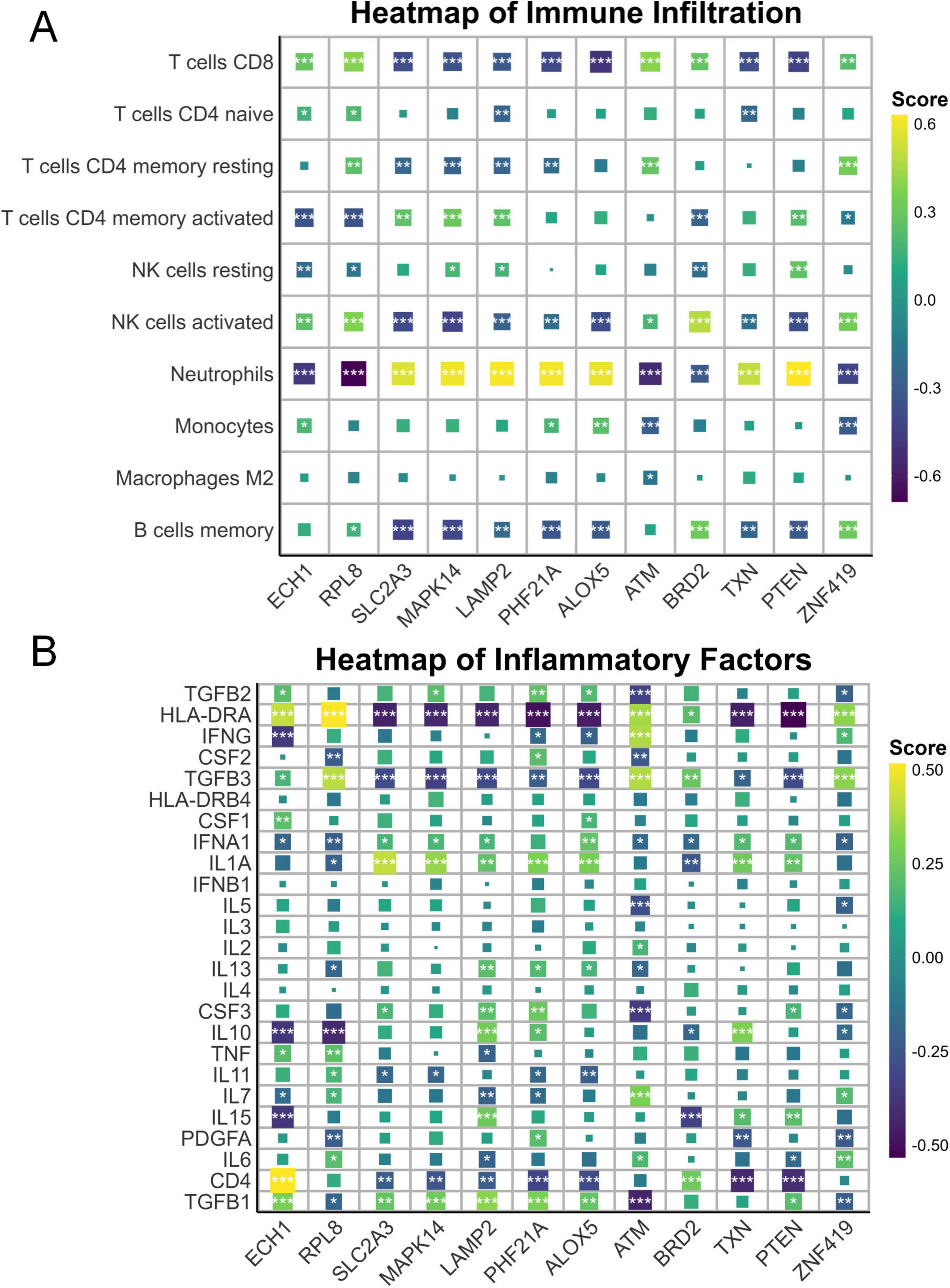 Heatmaps showing immune infiltration and inflammatory factors. Panel A depicts immune infiltration with various immune cells like T cells and B cells across different genes. Panel B shows inflammatory factors involving cytokines and interleukins with the same genes. Colors range from purple (low score) to yellow (high score).