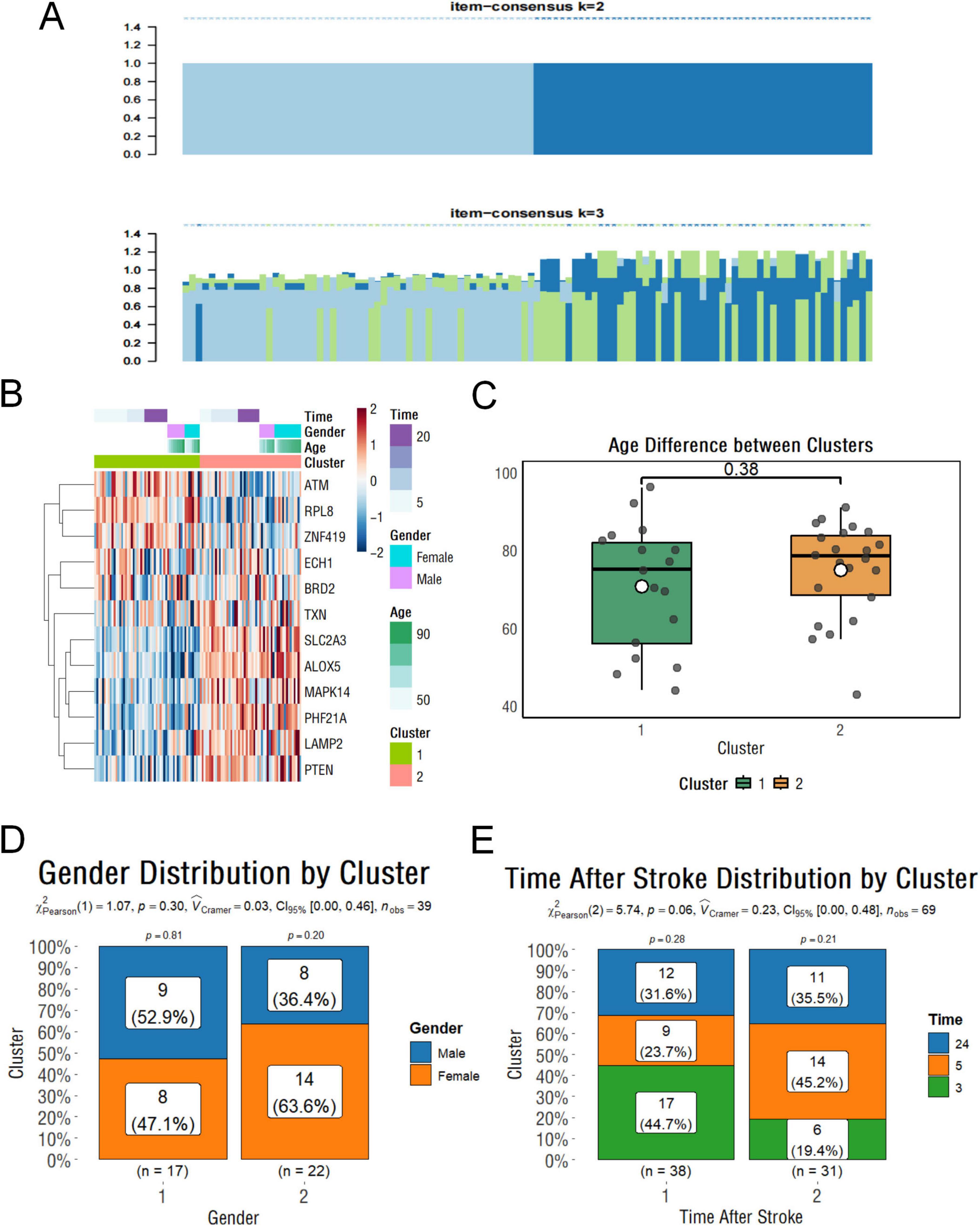 Panel A shows bar plots for item-consensus at k-values 2 and 3. Panel B is a clustered heatmap displaying gene expression with annotations for time, gender, age, and cluster. Panel C presents a box plot comparing age differences between clusters 1 and 2. Panel D shows a bar chart of gender distribution by cluster, indicating no significant difference. Panel E displays a bar chart of time after stroke distribution by cluster, showing variation between timepoints.