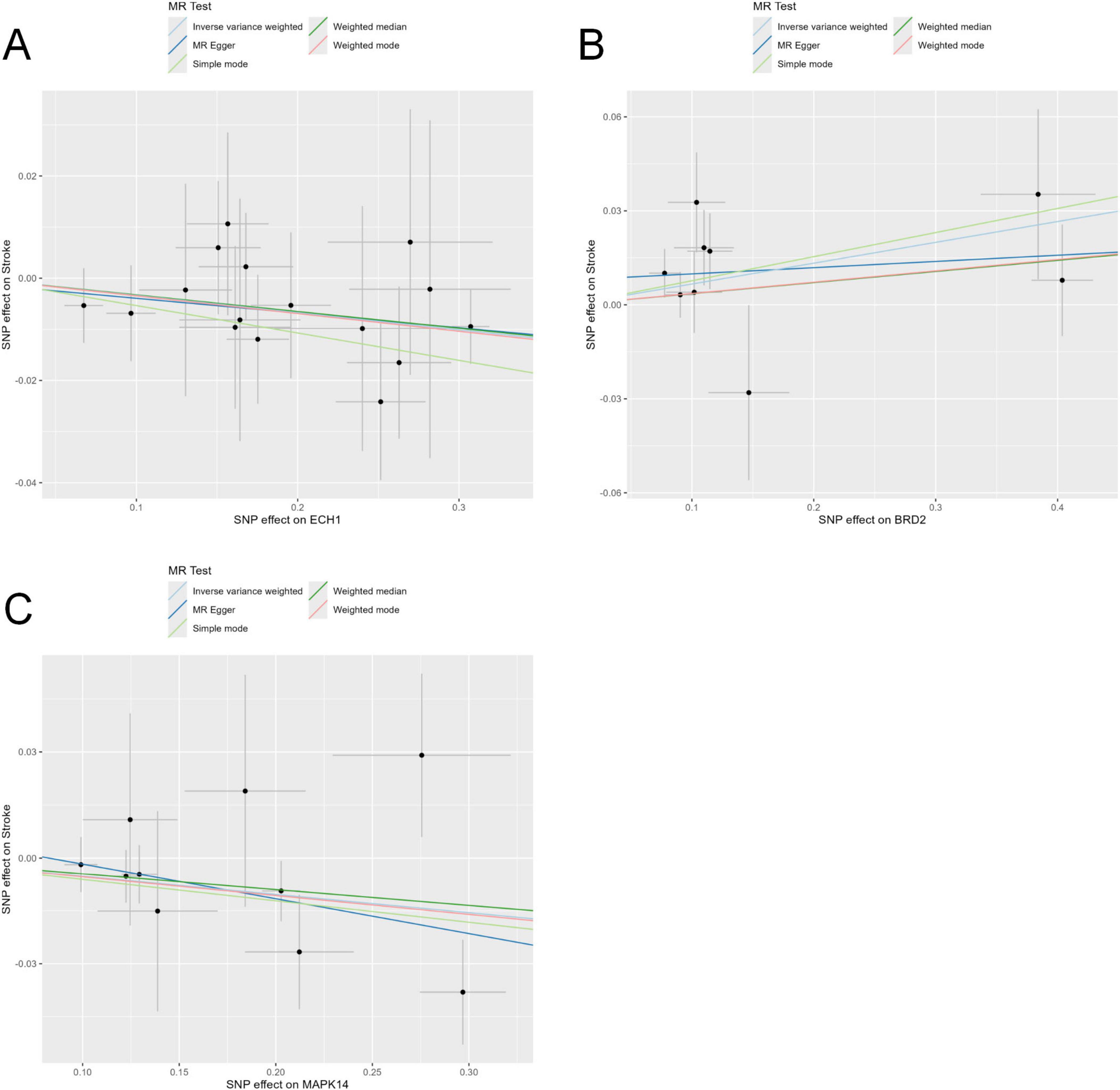 Three scatter plots labeled A, B, and C depict the SNP effect on stroke for different genes: ECH1, BRD2, and MAPK14. Each plot includes trend lines representing different Mendelian Randomization (MR) tests, such as inverse variance weighted, MR Egger, weighted median, and weighted mode. Data points with error bars are plotted, showing varied relationships between SNP effects on different genes and stroke.