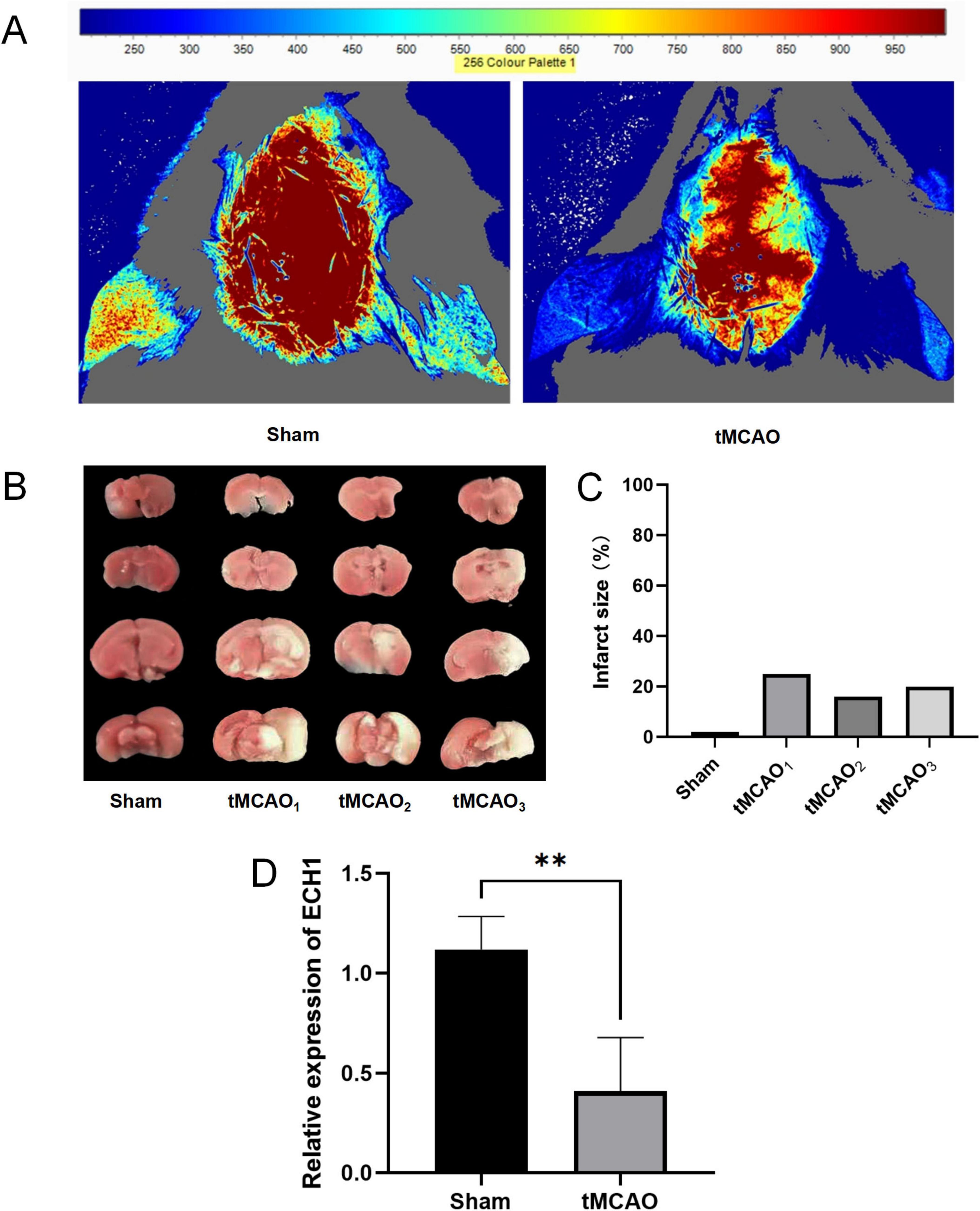 Panel A shows infrared images of a specimen with color variations indicating temperature gradients. Panel B displays brain cross-sections from sham and tMCAO groups. Panel C is a bar graph comparing infarct sizes in sham versus three tMCAO groups. Panel D presents a bar graph showing reduced relative mRNA expression of ECH1 in the tMCAO group compared to sham, with significance marked by double asterisks.
