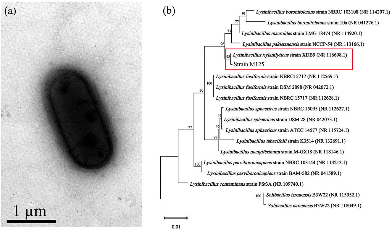 Electron microscope image of a bacterial cell on the left, measuring 1 micrometer in length. To the right, a phylogenetic tree displays evolutionary relationships among various Lysinibacillus strains. Lysinibacillus xylanilyticus strain XDB9 and Strain 125 are highlighted in a red box, showing a high similarity with a bootstrap value of 98. Scale and labels are included for reference.