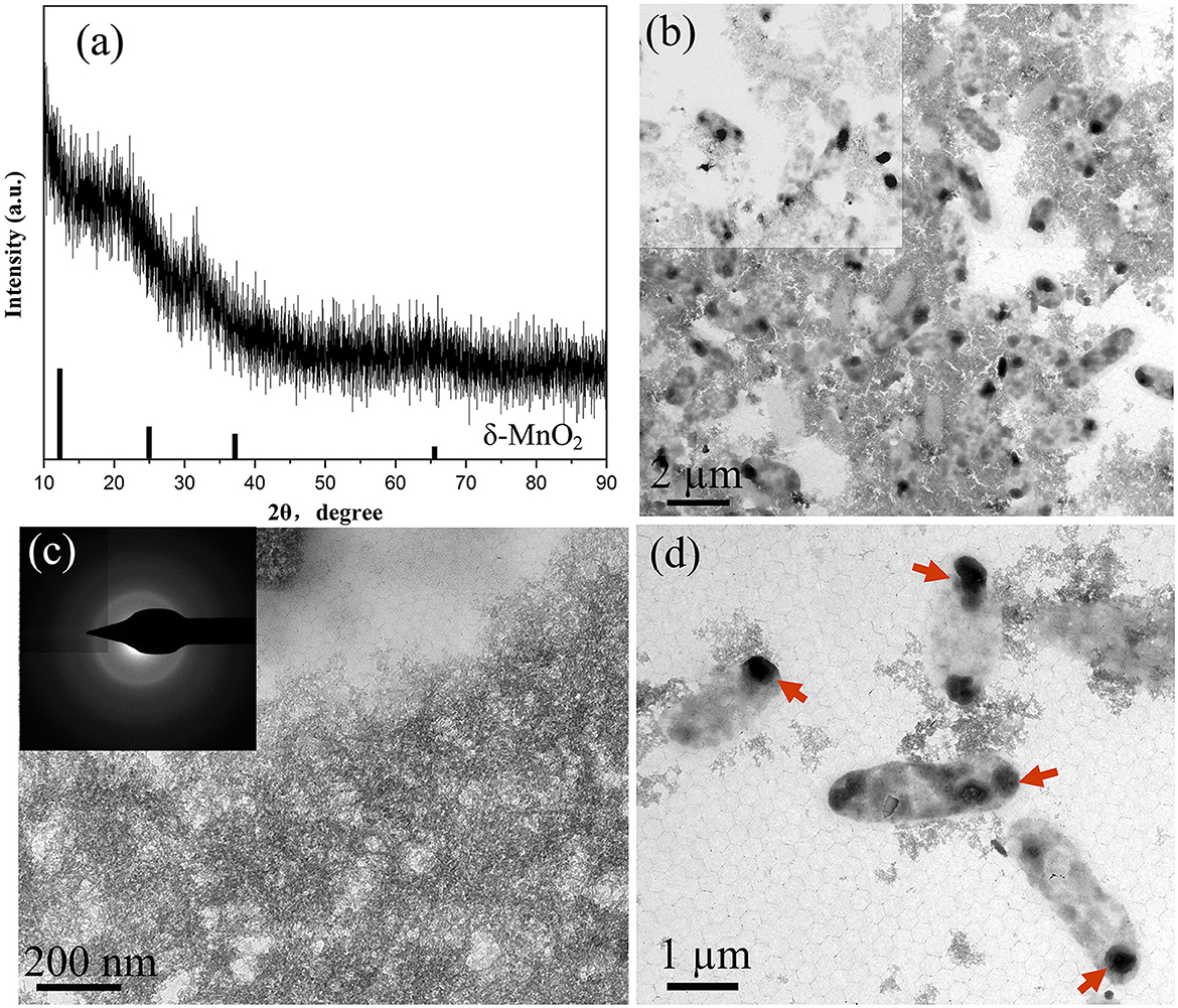 (a) X-ray diffraction pattern showing intensity vs. 2-theta degrees for δ-MnO2. (b) Transmission electron microscope (TEM) image of δ-MnO2 particles at 2 micrometer scale. (c) TEM image with inset showing diffraction pattern at 200 nanometer scale. (d) TEM image highlighting specific particles with arrows at 1 micrometer scale.