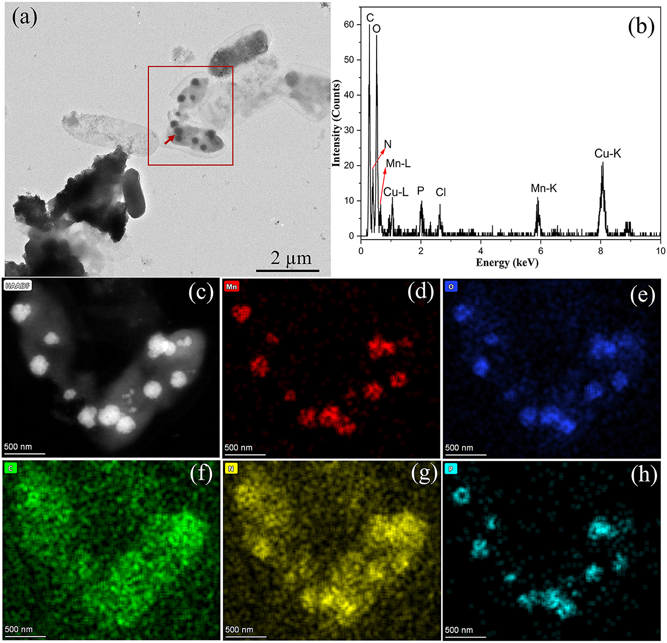 Composite image showing (a) a Transmission Electron Microscopy (TEM) image with marked region, (b) Energy-dispersive X-ray spectroscopy (EDS) spectrum indicating elements like Mn, N, Cu, and Cl, and maps of elemental distribution: (c) bright-field, (d) manganese (red), (e) oxygen (blue), (f) chlorine (green), (g) copper (yellow), and (h) phosphorus (teal), each with scale bars of 500 nanometers.