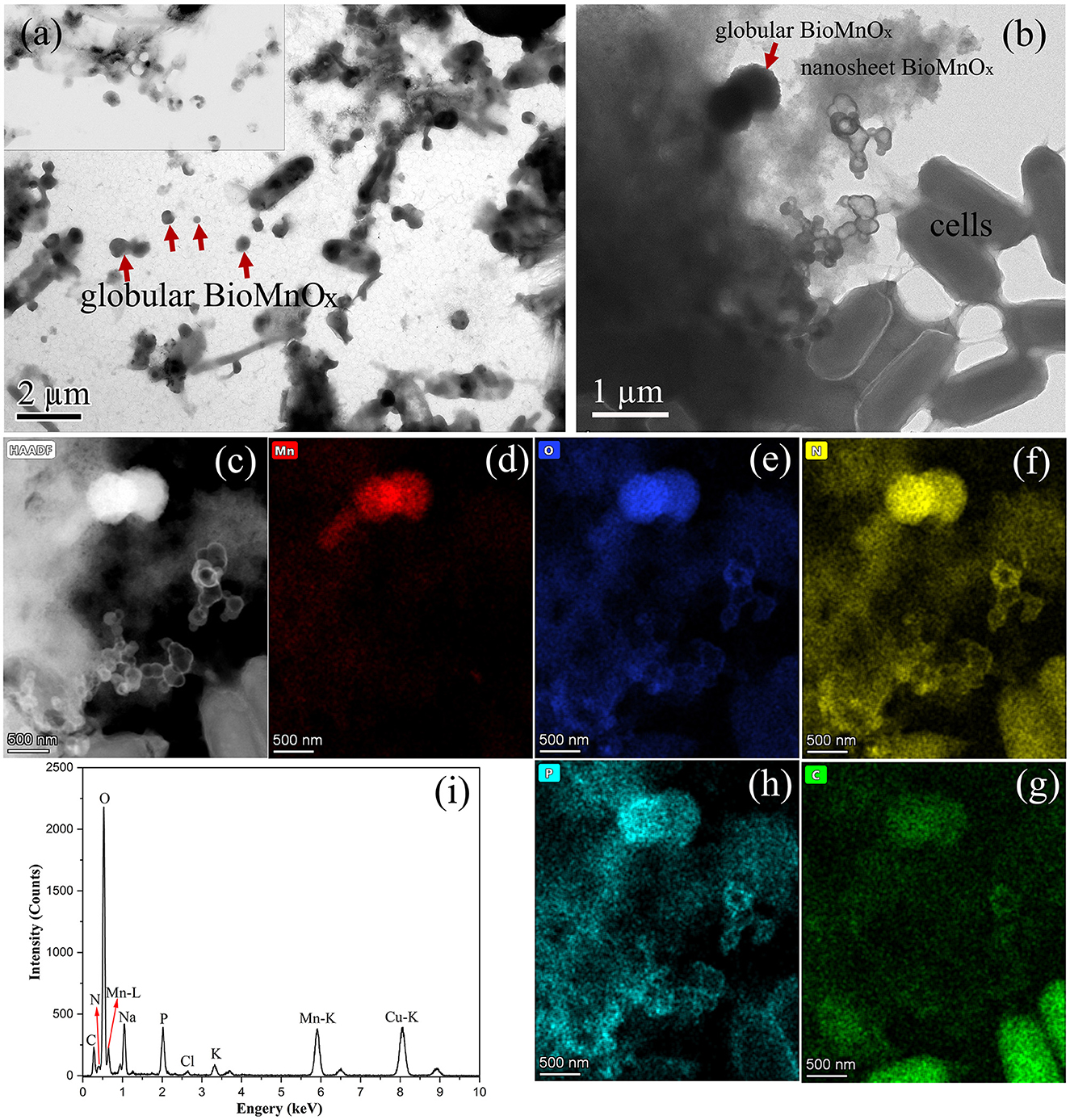 Composite image showing various analyses of a BioMnOx sample. (a) and (b) display electron microscopy images showing globular formations and nanosheets, with red arrows emphasizing globular BioMnOx. (c) High-angle annular dark-field image. (d) to (h) show element maps: manganese in red, oxygen in blue, nitrogen in yellow, chlorine in green, and phosphorus in cyan. (i) An energy-dispersive X-ray spectroscopy graph shows elemental peaks for oxygen, manganese, sodium, phosphorus, and copper. Scale bars indicate different magnifications.