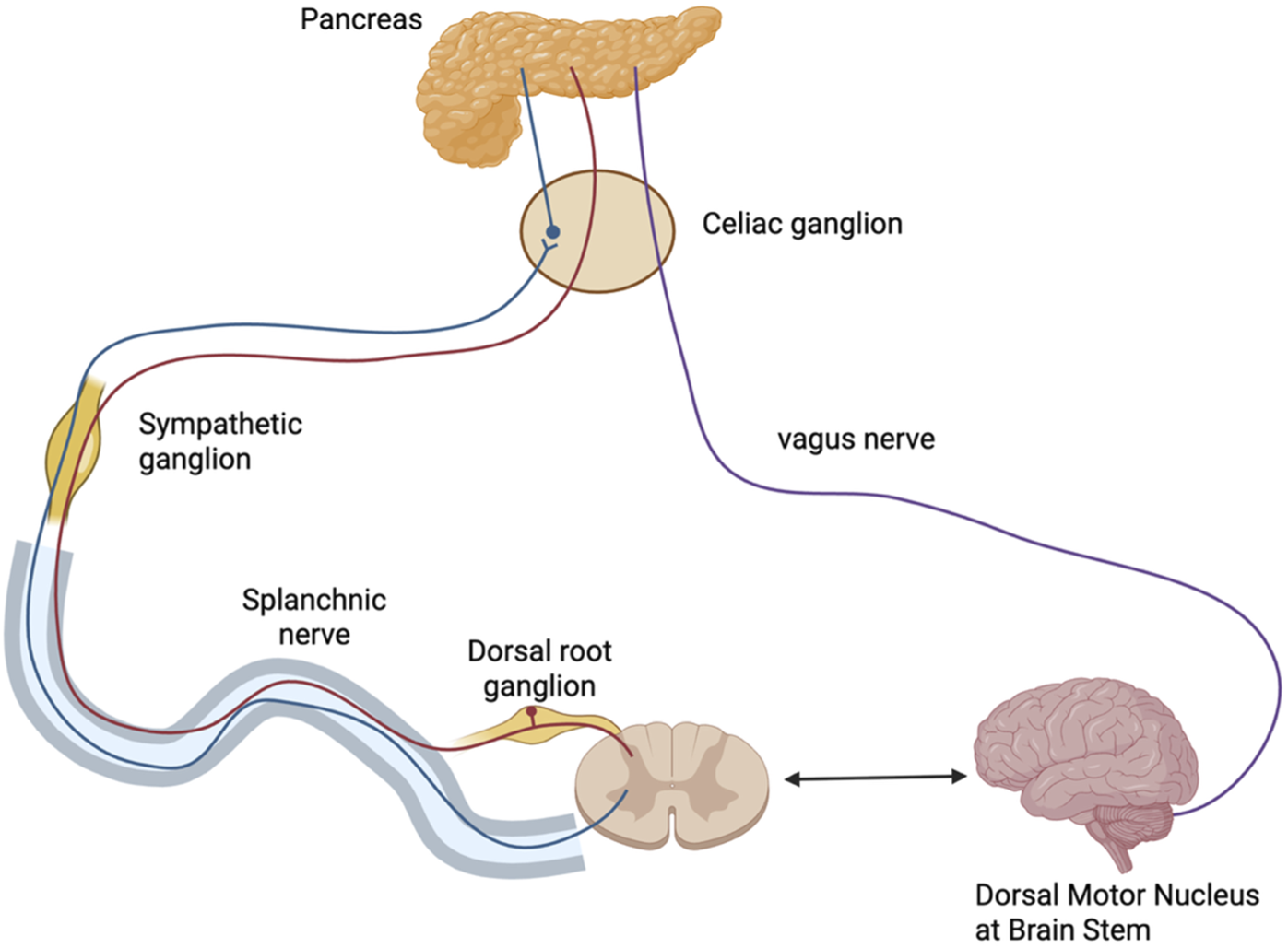 Diagram illustrating the autonomic nerve pathways to the pancreas. It includes the celiac ganglion, sympathetic ganglion, splanchnic nerve, dorsal root ganglion, and vagus nerve. The connections lead from the brain's dorsal motor nucleus to the pancreas.