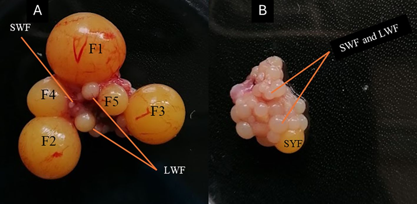 Two panels showing a comparison of different types of follicles. Panel A displays large, rounded yellow follicles labelled F1 to F5 with small and large white follicles labelled SWF and LWF annotations. Panel B shows smaller, clustered, yellow follicles labelled SYF with small and large white follicles labelled SWF and LWF annotations highlighted. Both panels are against a dark background.