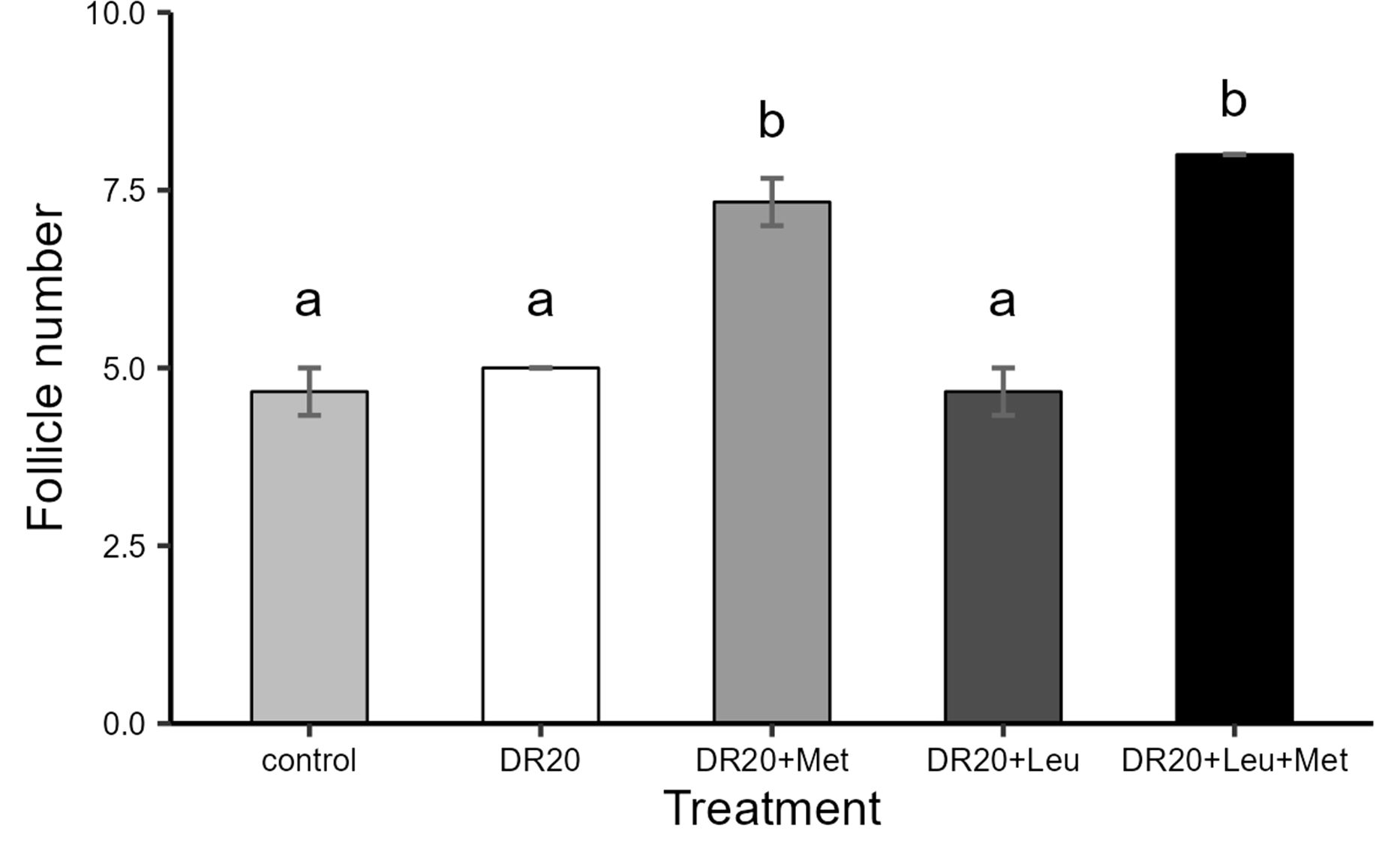 Bar graph comparing follicle numbers under different treatments: control, DR20, DR20+Met, DR20+Leu, and DR20+Leu+Met. DR20+Met and DR20+Leu+Met show a significant increase in follicle numbers, labeled with different letters (b), while control, DR20, and DR20+Leu are similar (a). Error bars indicate variability.