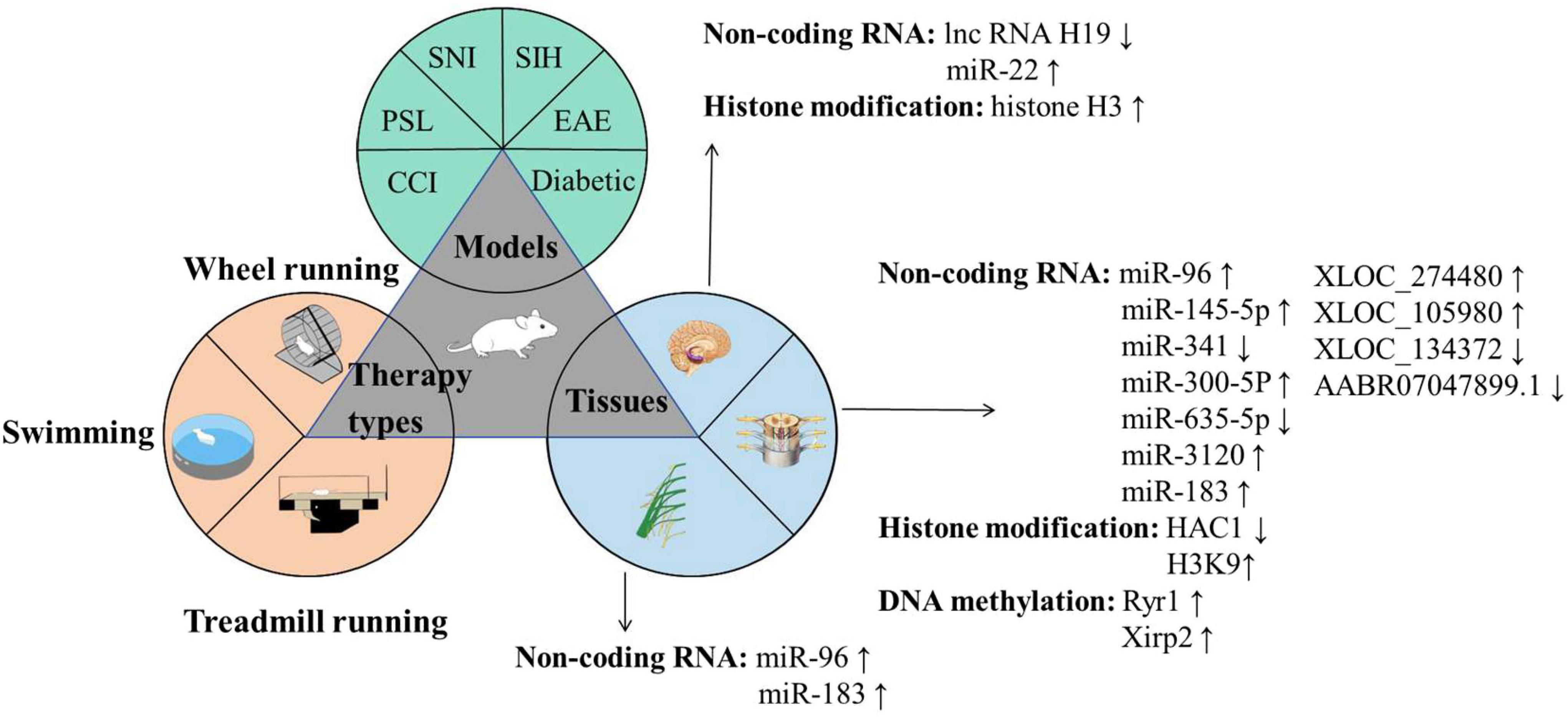 Diagram depicting the relationship between therapy types, models, and tissues in exercise studies on animal models. Three therapy types—wheel running, swimming, and treadmill running—are shown. Models include SNI, SIH, EAE, PSL, CCI, and Diabetic. Tissues, including brain and spinal cord, align with various genetic and epigenetic changes like non-coding RNAs, histone modification, and DNA methylation, with specific sequences indicated.