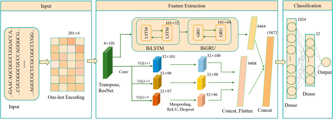 Flowchart of a neural network model for classification. The input is nucleotide sequences transformed into a 201 by 4 one-hot encoding matrix. Feature extraction involves a ResNet and convolution layers, followed by BiLSTM and BiGRU blocks. Outputs are concatenated, flattened, and processed through dense layers, leading to a final classification output.