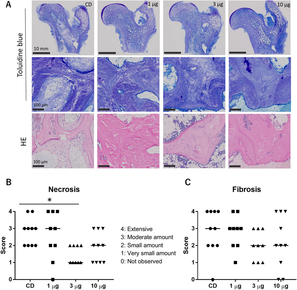 A composite image includes two main sections: A and B/C. In section A, histological images show tissues stained with Toluidine blue and hematoxylin and eosin (HE) at various magnifications, illustrating differences in tissue structure across varying dosages (CD, 1 µg, 3 µg, 10 µg). Section B shows a scatter plot titled