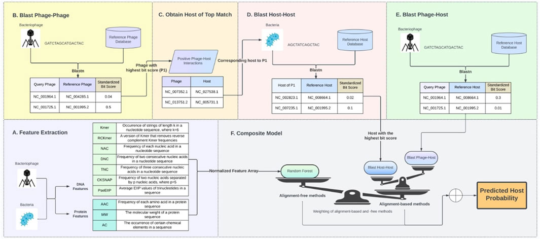 Flowchart depicting a model for predicting bacteriophage-host interactions. Sections include: A. Feature Extraction - DNA and protein features from bacteriophages and bacteria; B. Blast Phage-Phage - comparing query phage to a reference database; C. Obtain Host of Top Match; D. Blast Host-Host - comparing host data; E. Blast Phage-Host - analyzing interactions; F. Composite Model - combining methods with a random forest approach to calculate predicted host probability. Diagrams illustrate the process flow, databases, and interactions between different components.