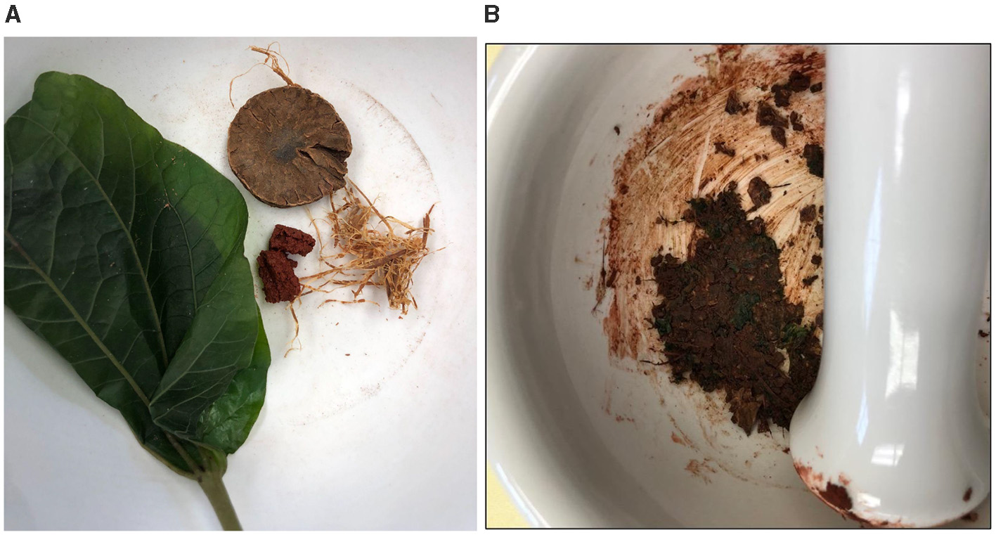 Panel A shows a large green leaf, a mushroom cap, two pieces of brown material, and some plant roots arranged on a white surface. Panel B displays a mortar containing a dark brown mixture, with a pestle partially visible, suggesting material has been ground.