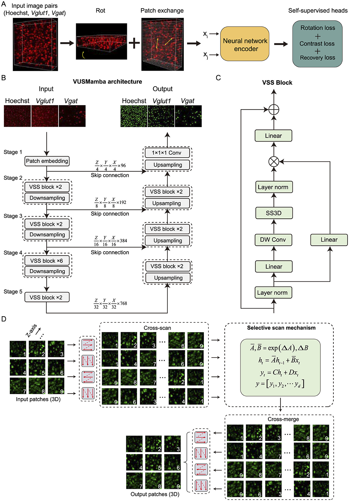 Fluorescent microscopy images of mouse brain sections labeled as Hoechst, Vglut1, and Vgat show regions of interest, prediction results, and ground truth (GT) comparisons. Each section highlights analysis variance with Dice scores provided. Bar charts (D, E, F) present Dice coefficient values for different segmentation models (VLSMamba, 3D-HSFormer, Swin-UNETR, UNet, CPNet) across Hoechst, Vglut1, and Vgat images, showing model performance in accuracy.