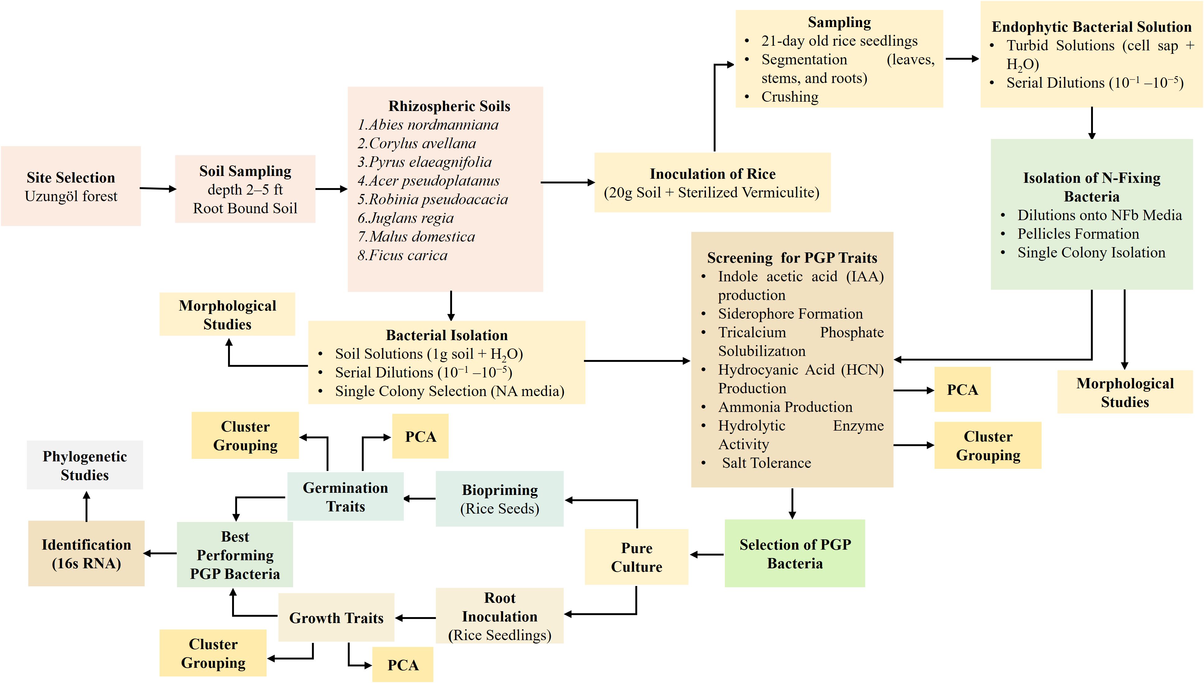 Flowchart illustrating a process for selecting and studying plant growth-promoting (PGP) bacteria from rhizospheric soils in the Uzungöl forest. It includes site selection, soil sampling, and isolating PGP bacteria through various methods like morphological studies and biochemical assays. Key steps are bacterial isolation, screening for PGP traits, biopriming rice seeds, and root inoculation. Analysis methods include cluster grouping, PCA, and phylogenetic studies leading to identification based on sixteen S RNA.