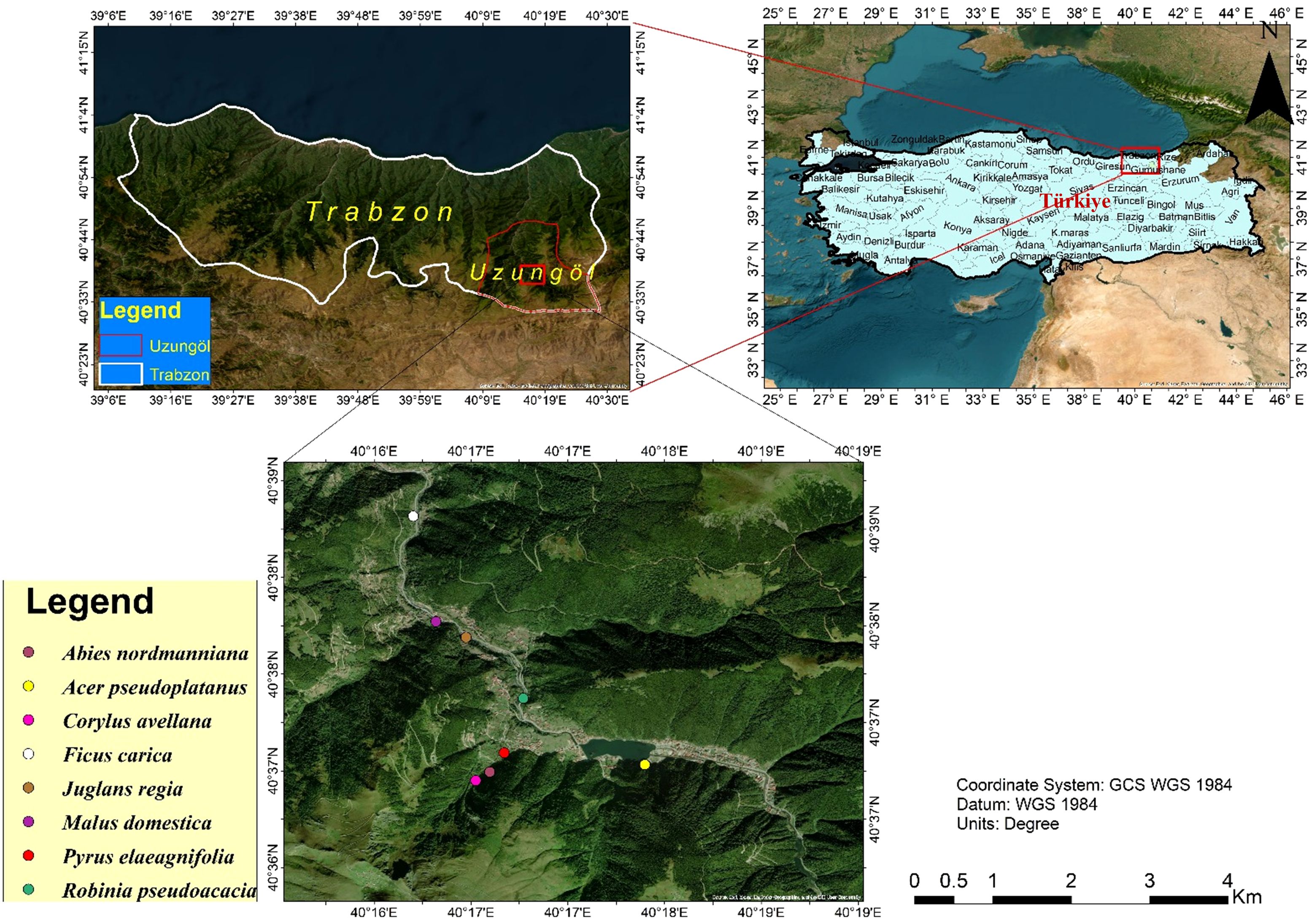 Map of Turkey highlighting the Trabzon region and Uzungöl district with marked vegetation types. The map includes a detailed satellite view of Uzungöl with colored dots representing different plant species: Abies nordmanniana, Acer pseudoplatanus, Corylus avellana, Ficus carica, Juglans regia, Malus domestica, Pyrus elaeagnifolia, and Robinia pseudoacacia. Coordinate system is GCS WGS 1984. A legend provides the color coding for species.