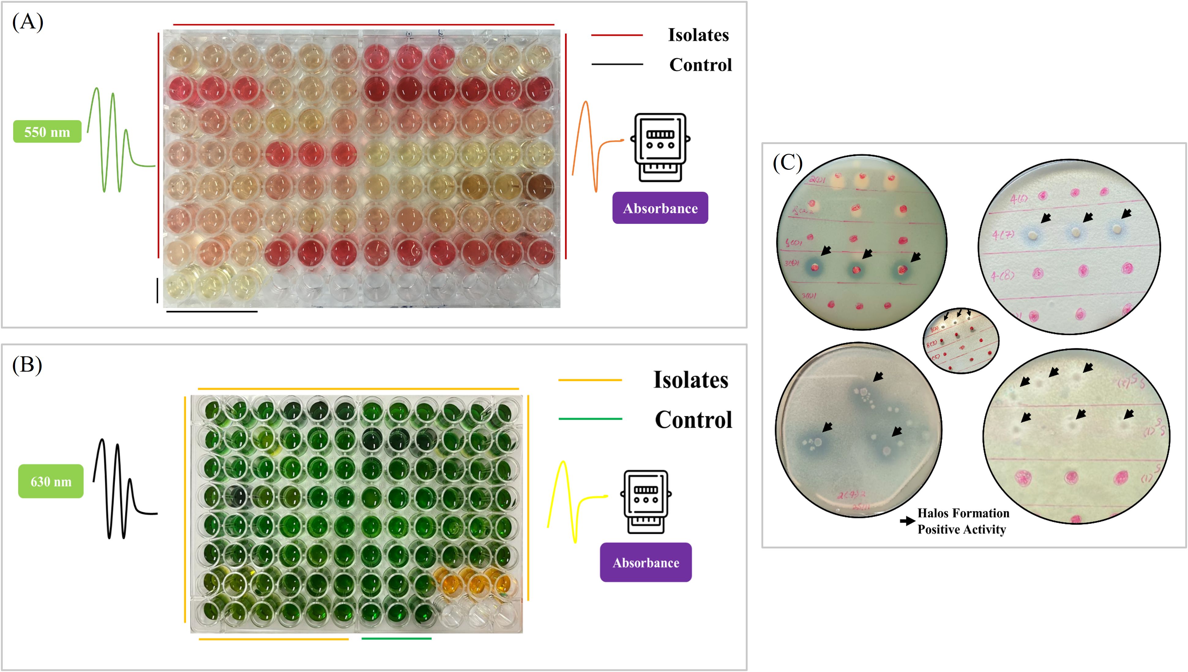 Panel A shows a microplate with varying shades of red and yellow, indicating isolates and controls, measured at 550 nm. Panel B displays a microplate with shades of green, indicating isolates and controls, measured at 630 nm. Panel C contains petri dishes with marked halos, indicating positive activity, with arrows highlighting formations.