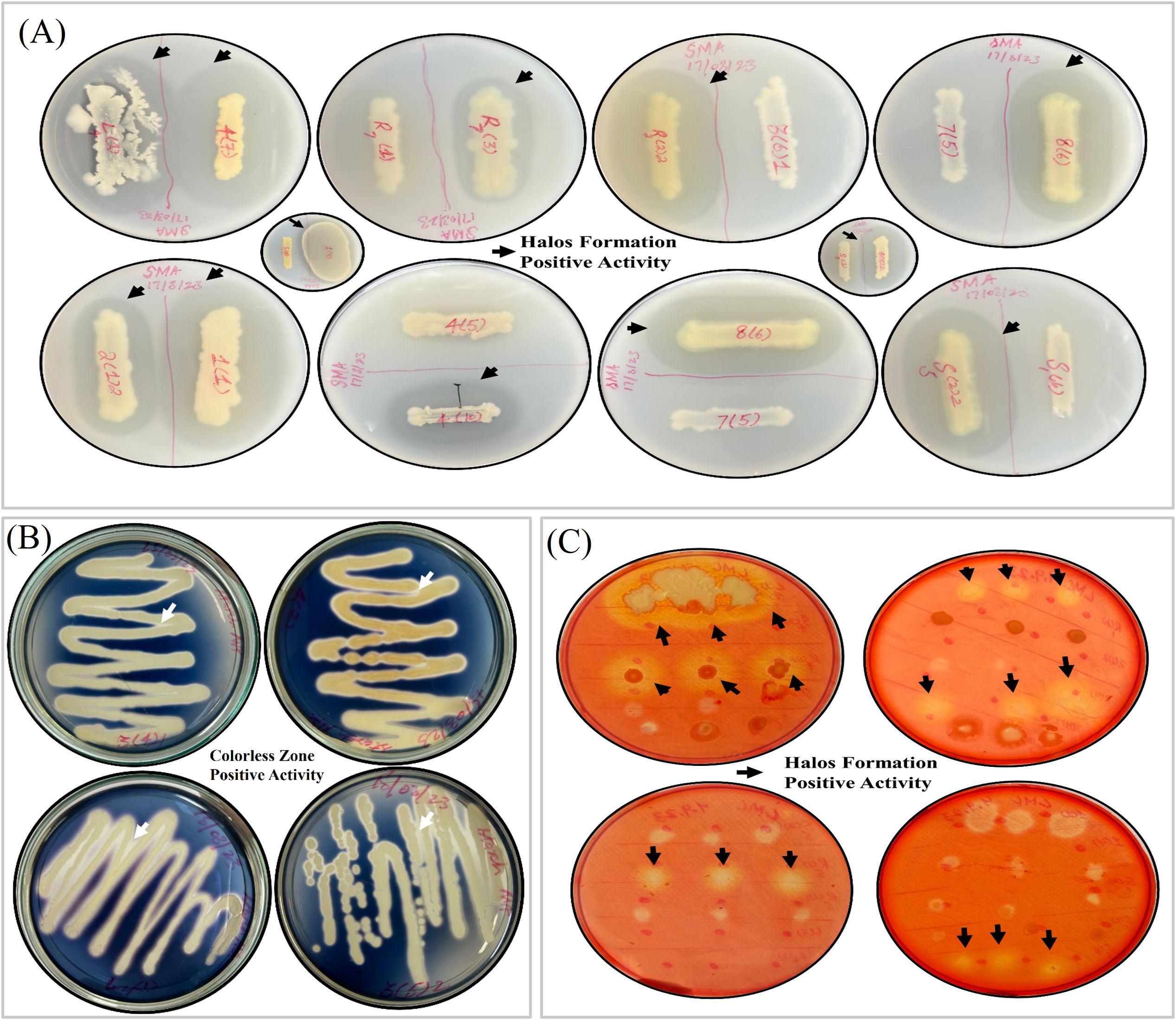 Three panels showing bacterial growth in petri dishes with indicators of enzymatic activity. (A) features white colonies and halo formations. (B) displays white colonies on a blue medium with colorless zones indicating positive activity. (C) presents orange medium with multiple halo formations around colonies, marked with arrows.