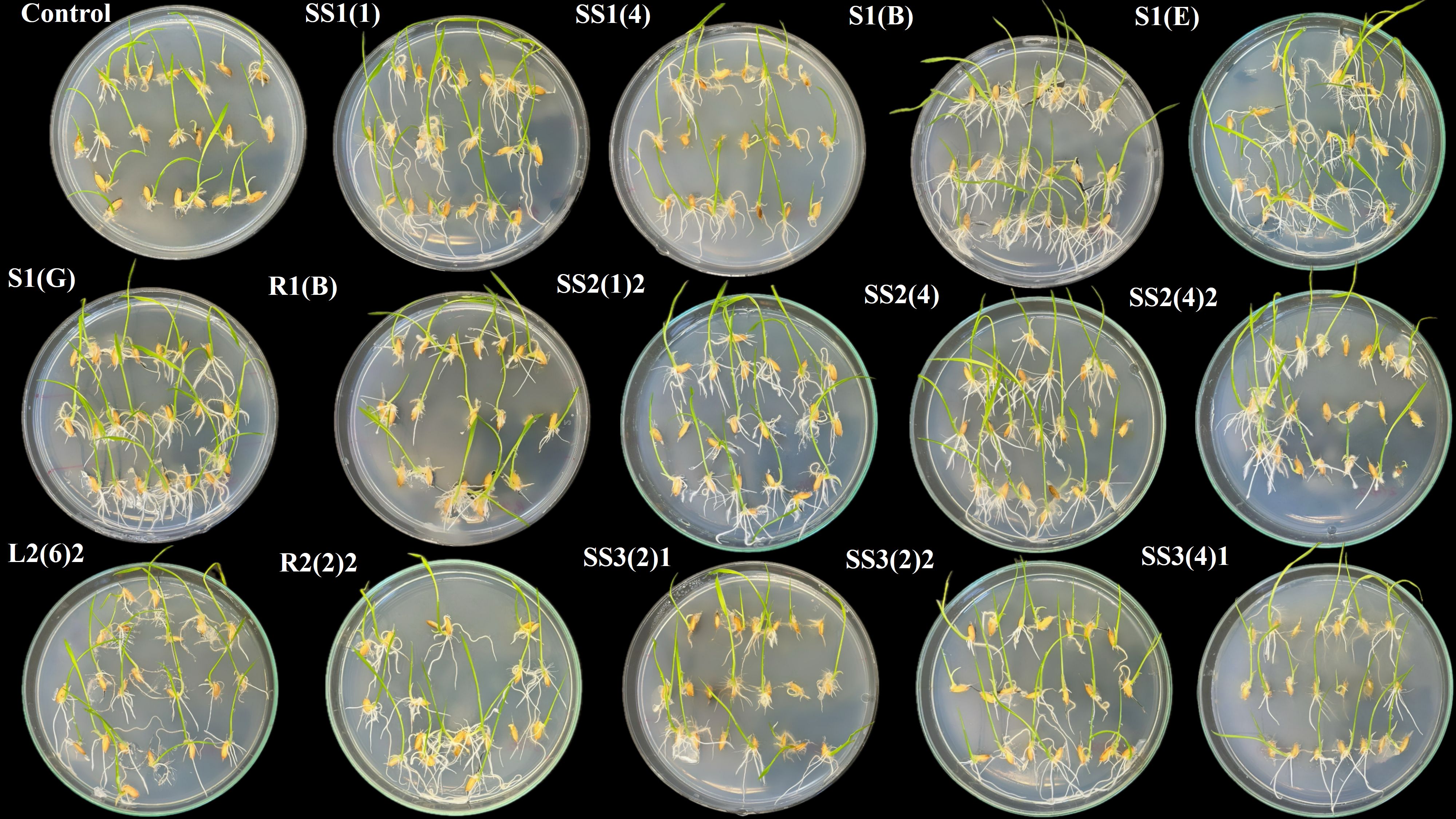 Various petri dishes containing sprouting seeds with different growth patterns and root development are arranged in a grid. Each dish has a label indicating different experimental conditions, including “Control” and various labeled codes such as “SS1(1)” and “SS2(4)”.